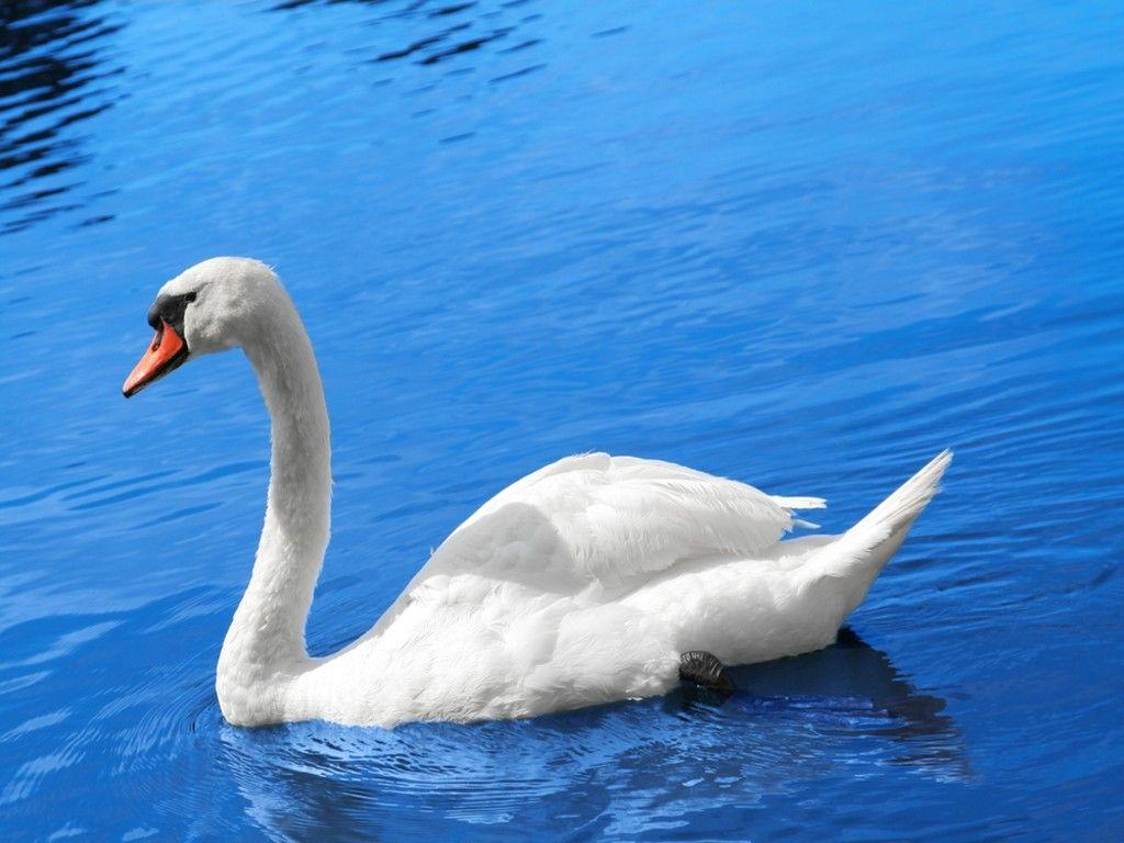 Swan. white swan on beautiful blue lake water Wallpaper