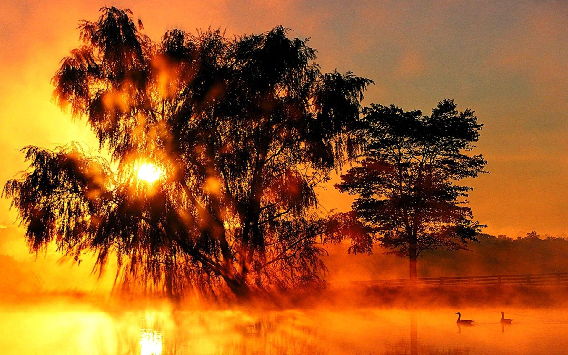 Sunset: Sunset Lake Swans Golden Tree Wallpaper High Resolution