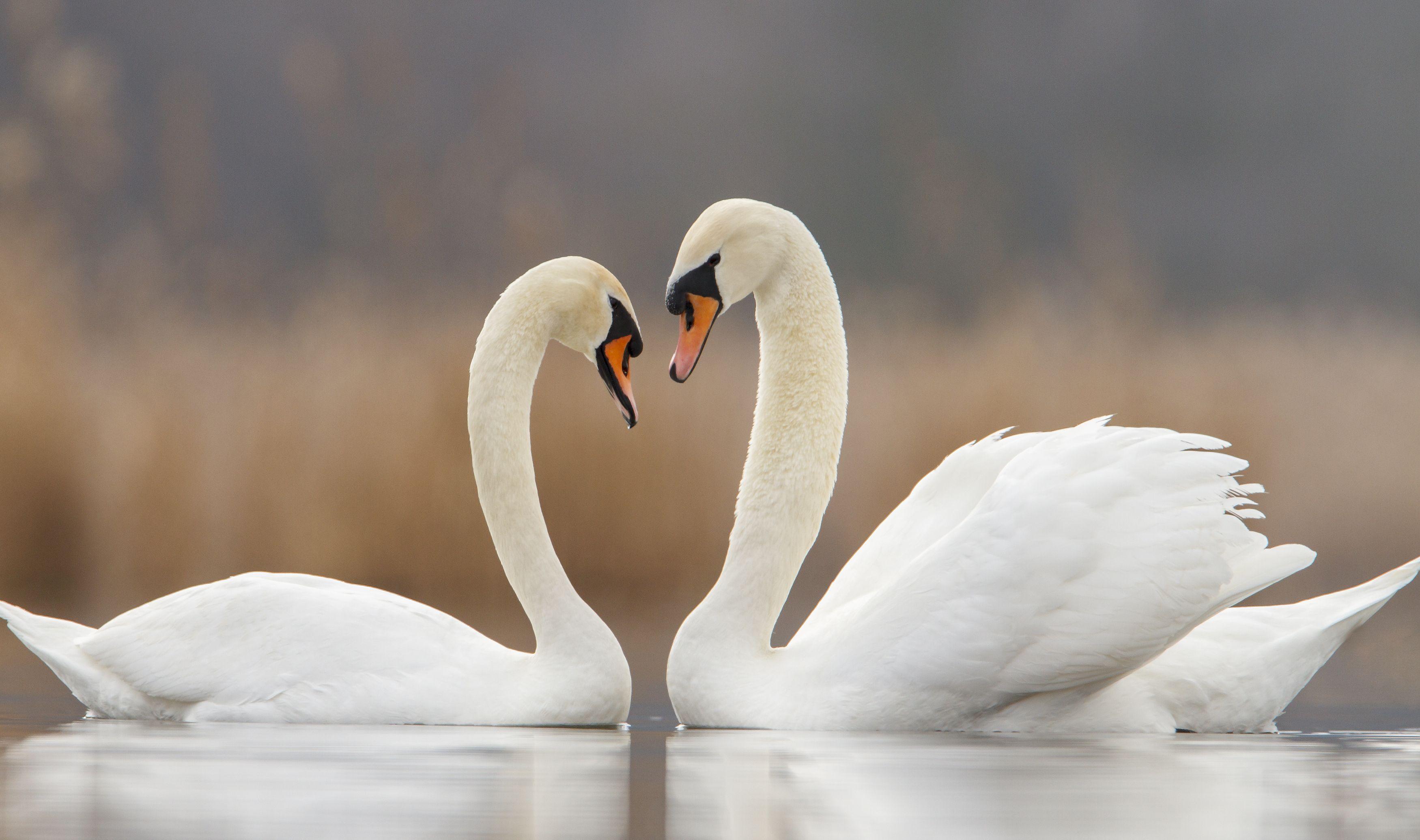 2 Swans Images – Browse 26,607 Stock Photos, Vectors, and Video | Adobe  Stock