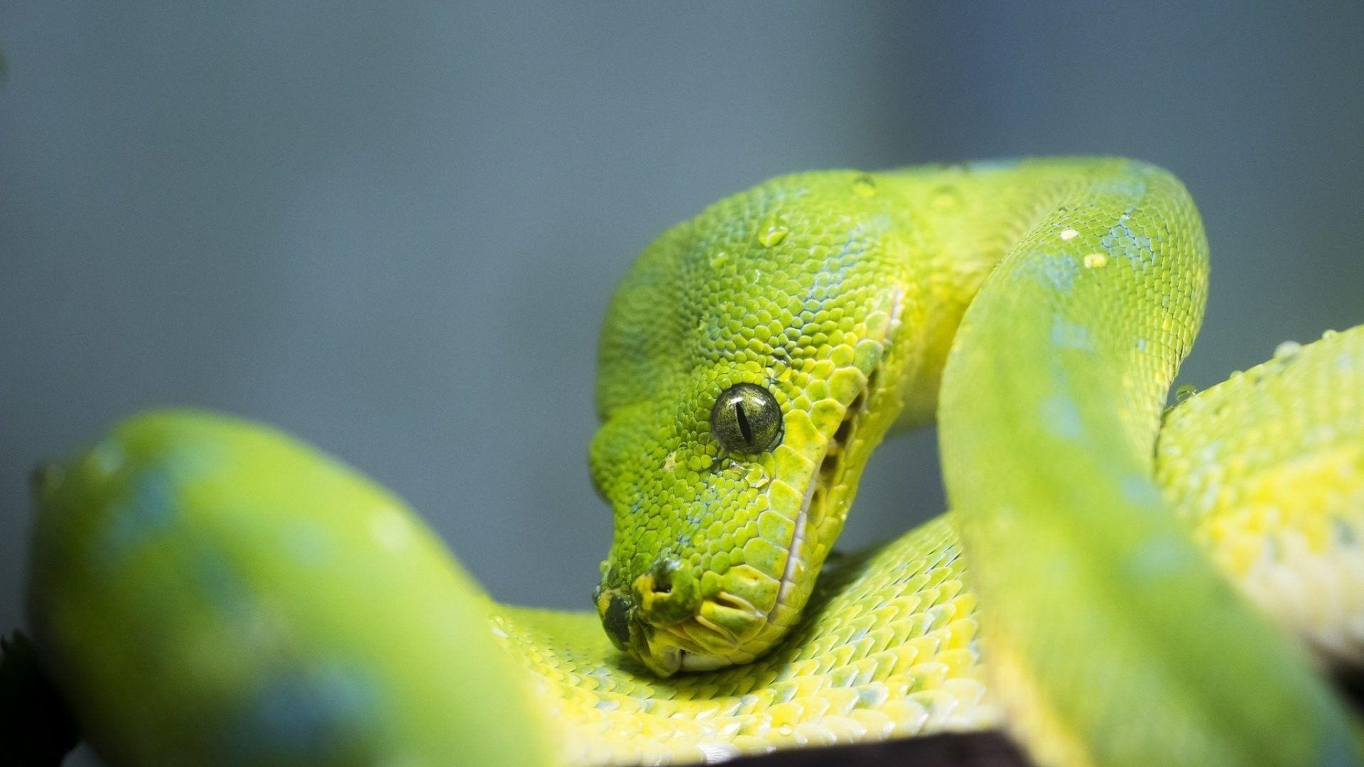 Scales Tag wallpaper: Liquid Color Life Fishes Tropical Reef Fins