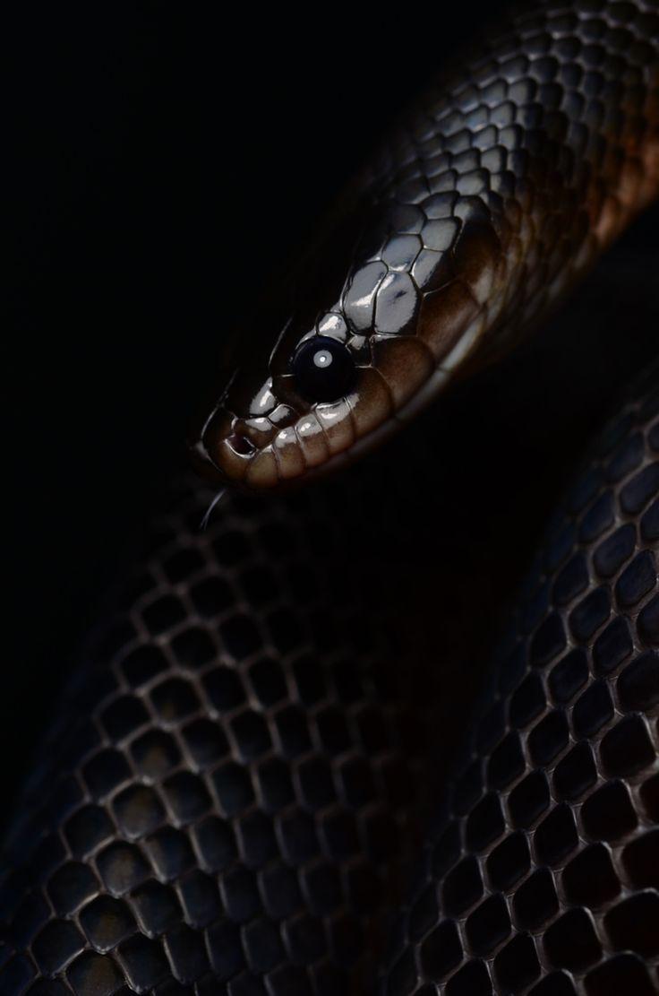 best Dragon & Snake image. Snakes, Amphibians