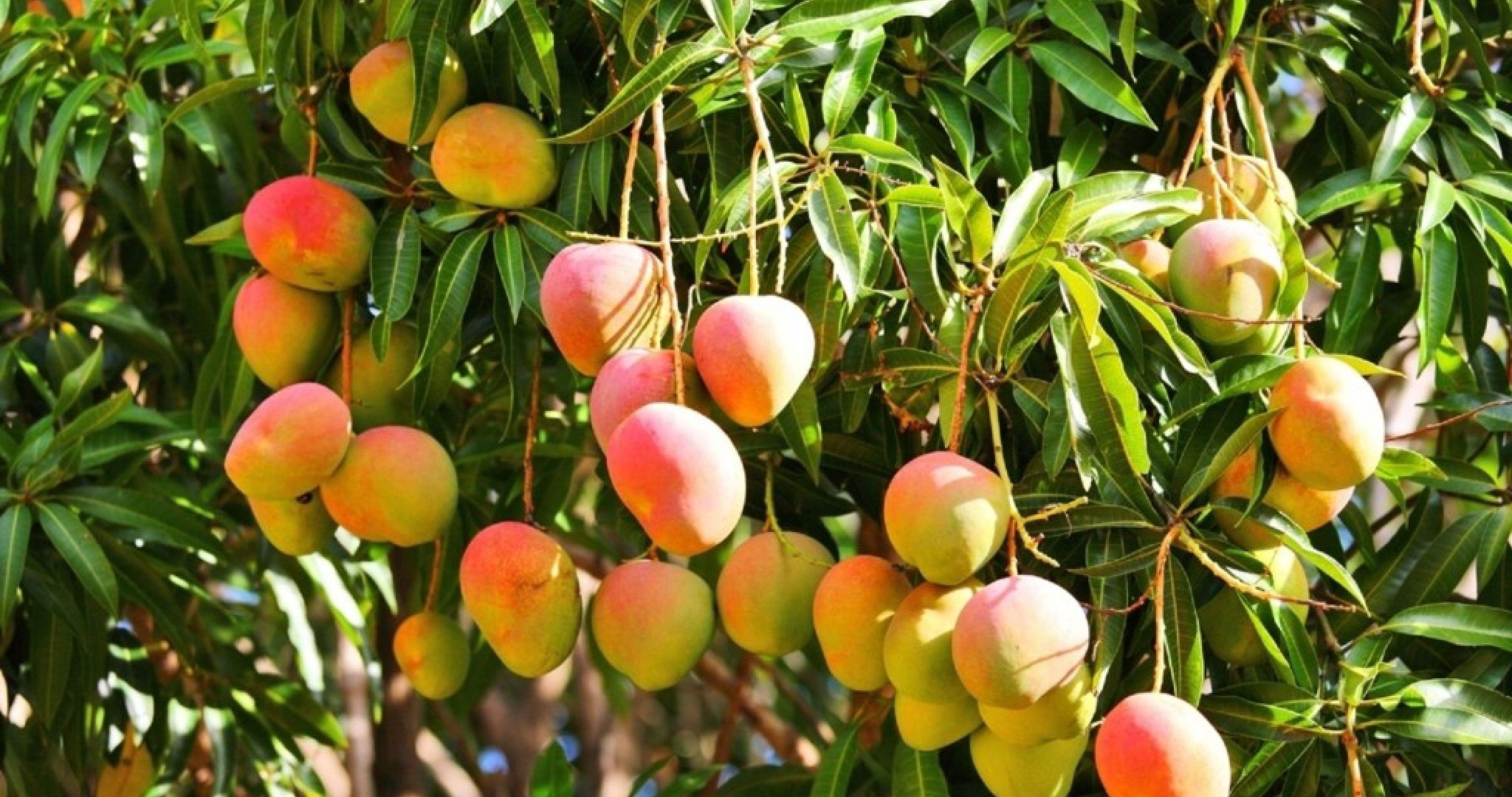 Mango Fruit HD Wallpaper 0004
