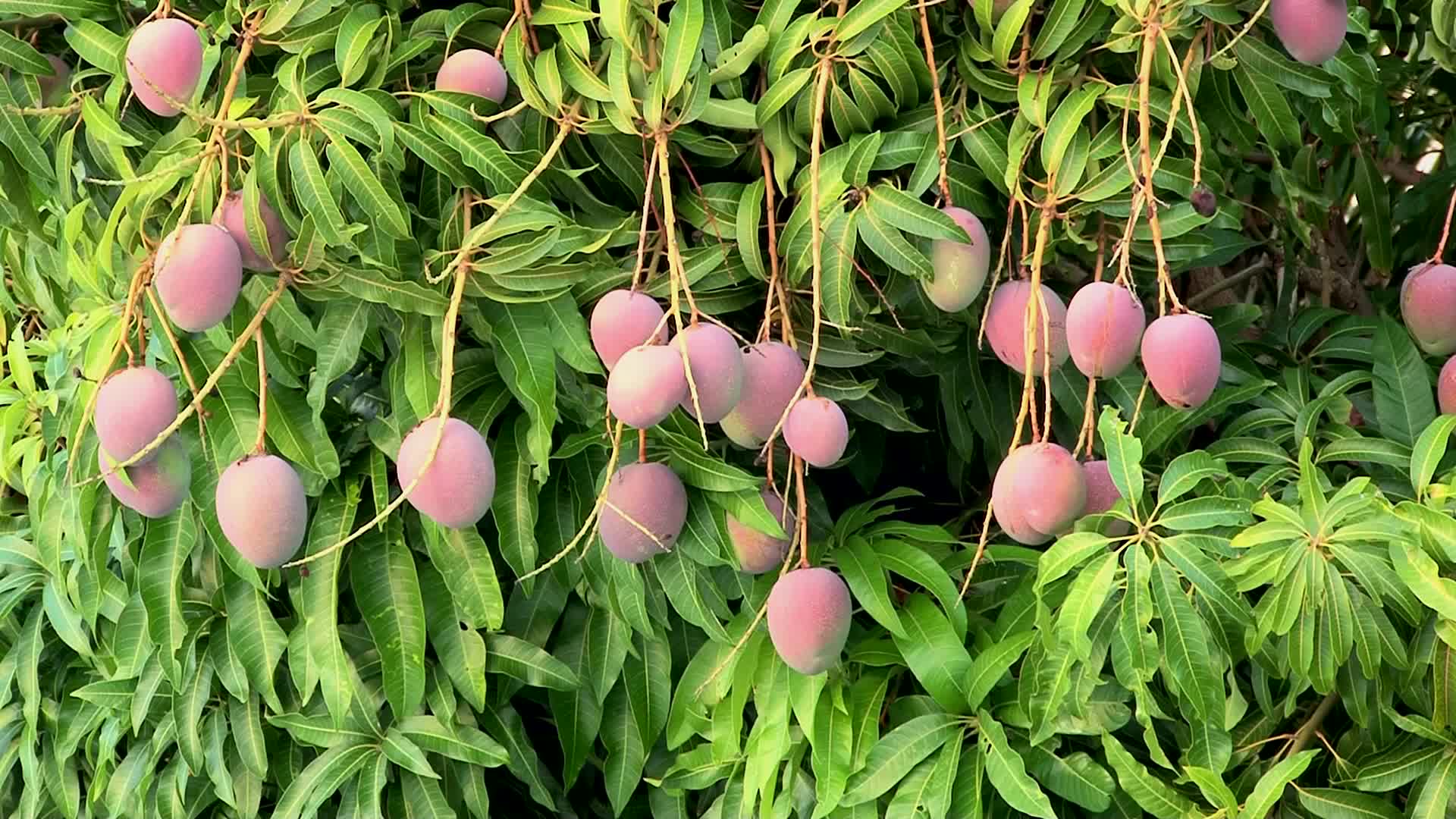 Mango Fruit HD Wallpaper 0001