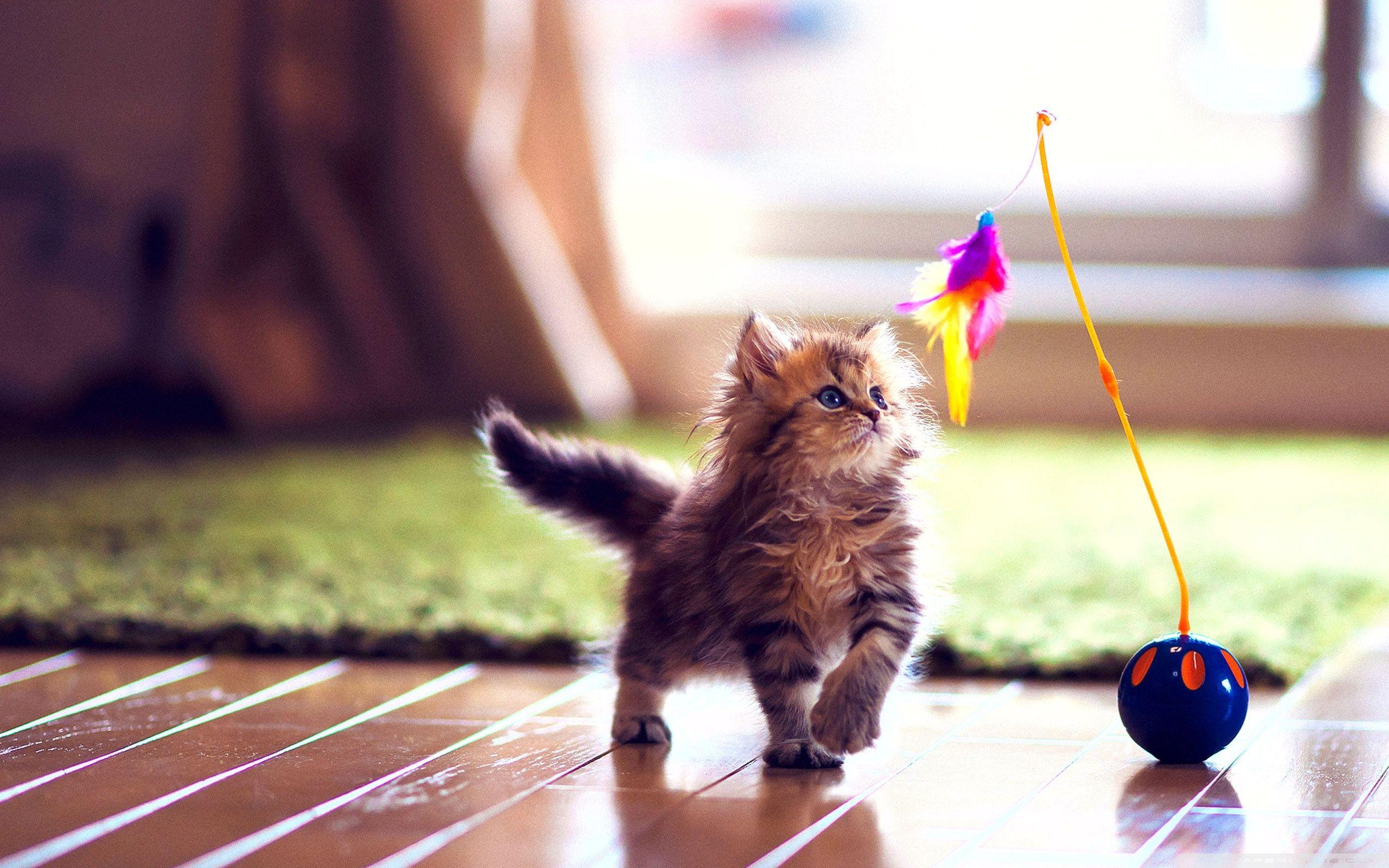 Cute Kitten Playing ❤ 4K HD Desktop Wallpaper for 4K Ultra HD TV