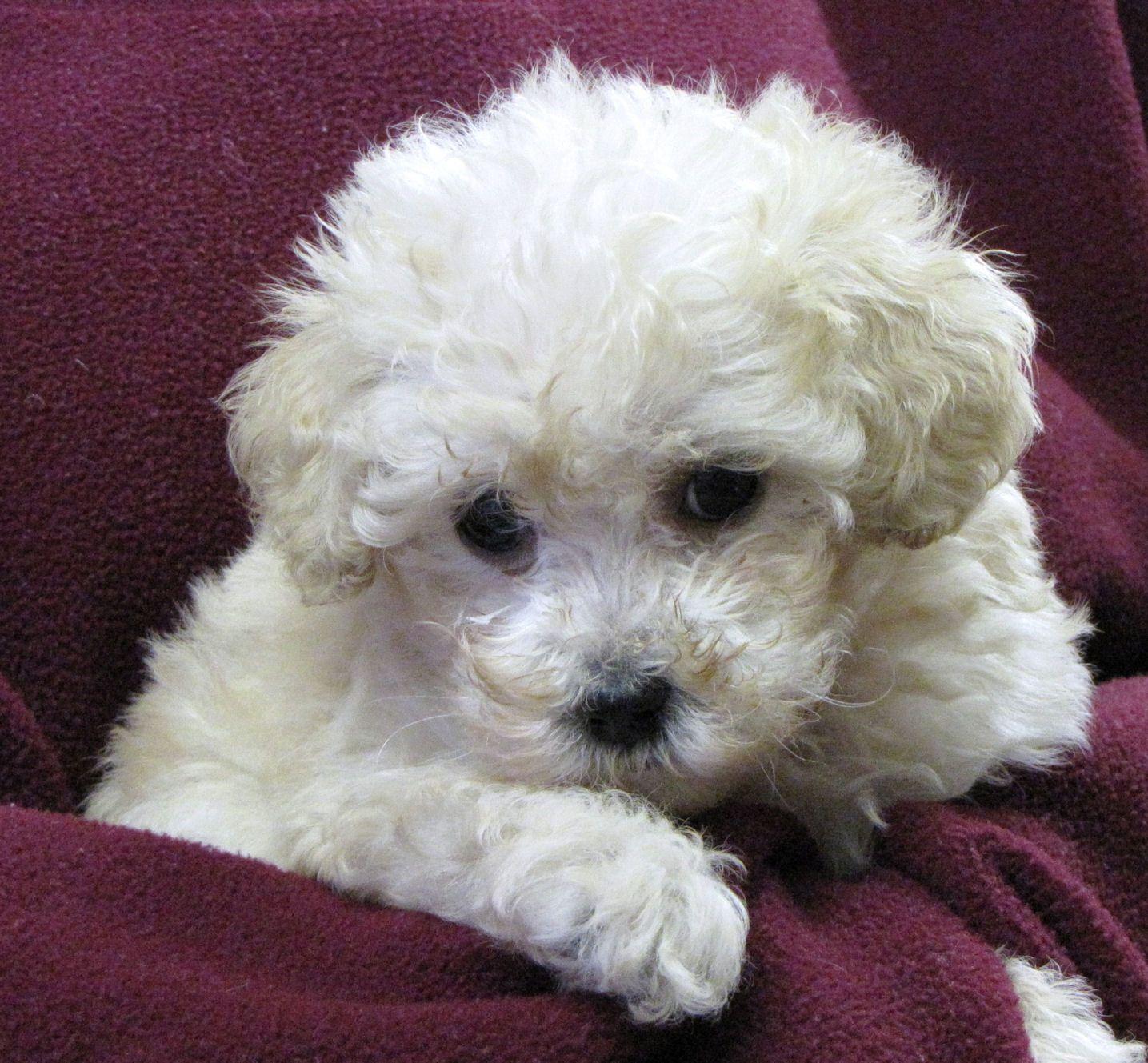 puppies.. White Poodle Puppy Picture. All Puppies Picture