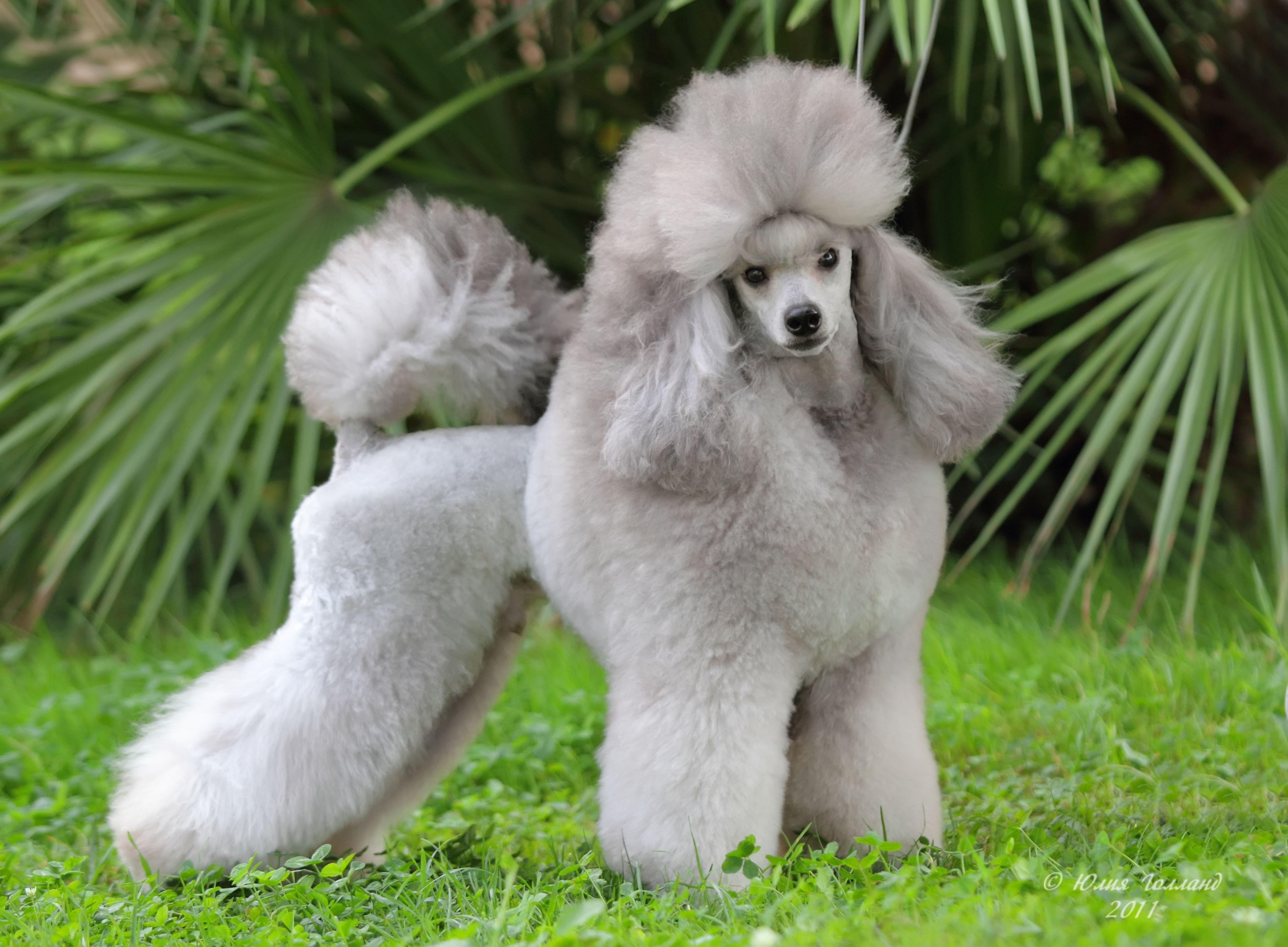 Free Poodle Puppy Wallpaper