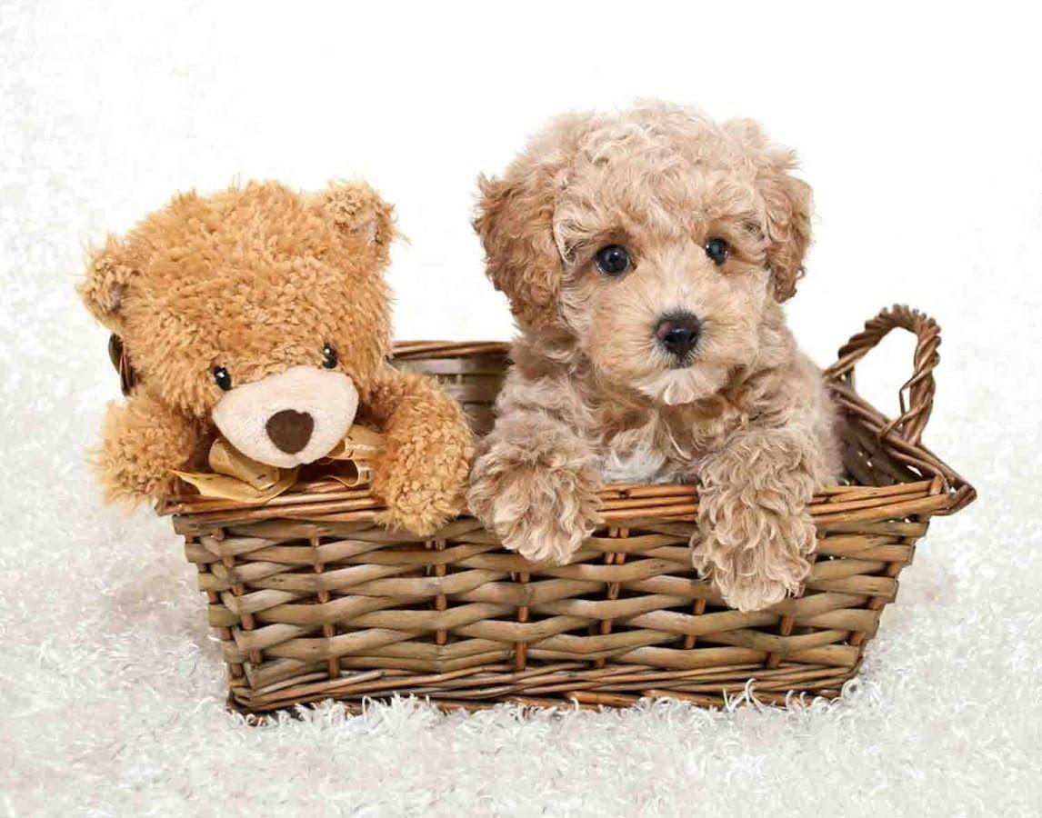 Toy Poodle Wallpaper Apps on Google Play