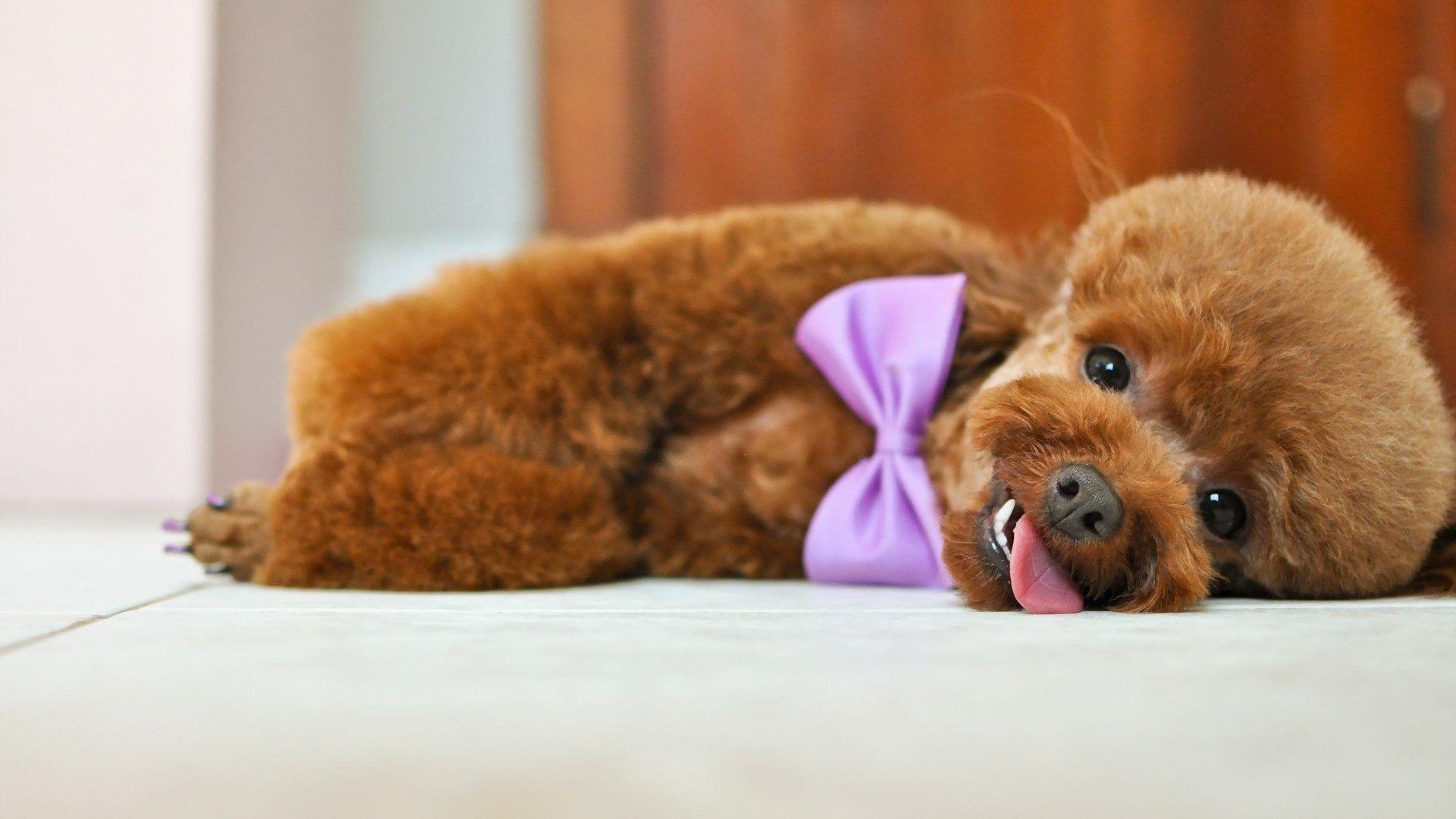 Poodle Tag wallpaper: Poodle Animal Dog Canine Beagle Background