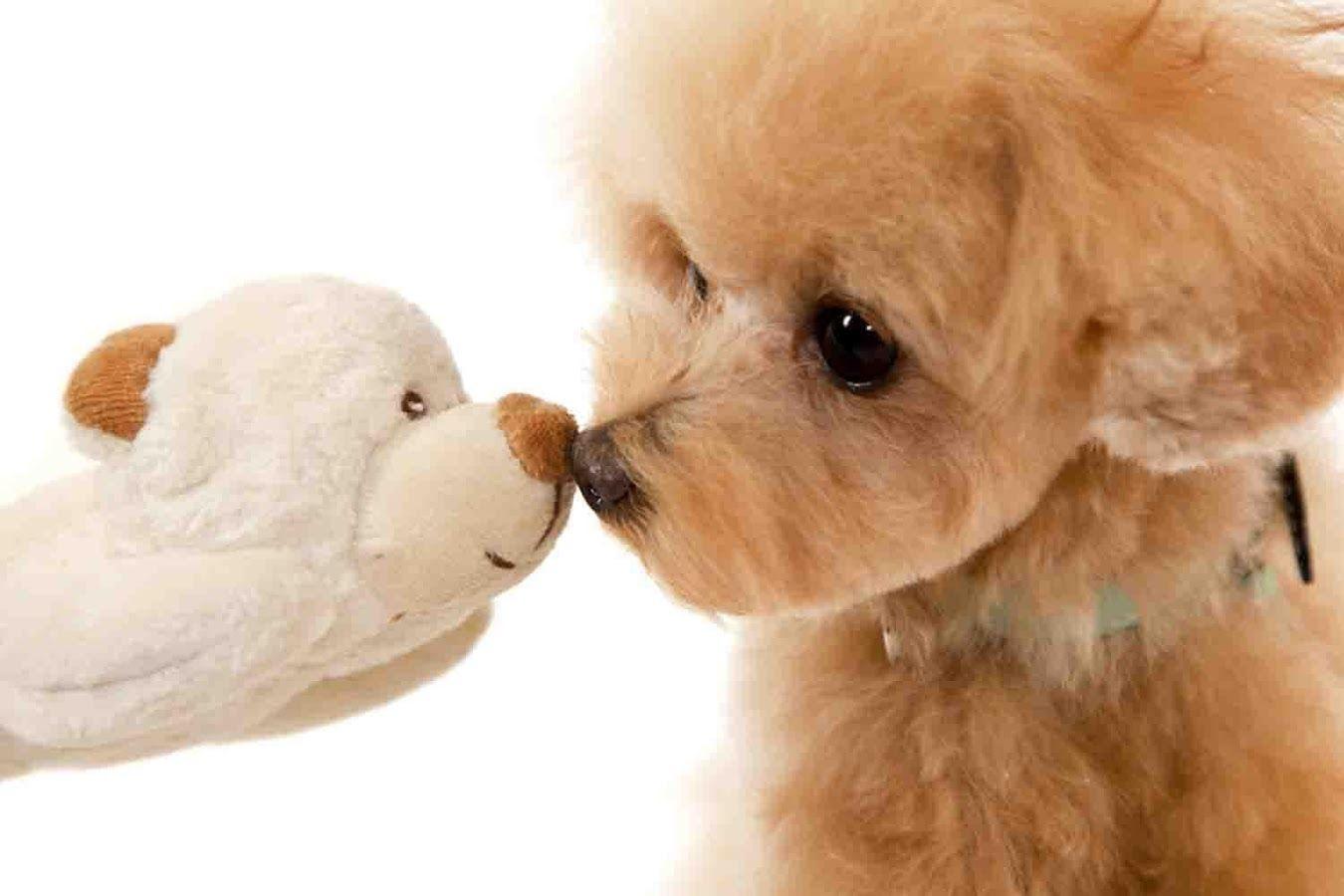Toy Poodle Wallpaper Apps on Google Play