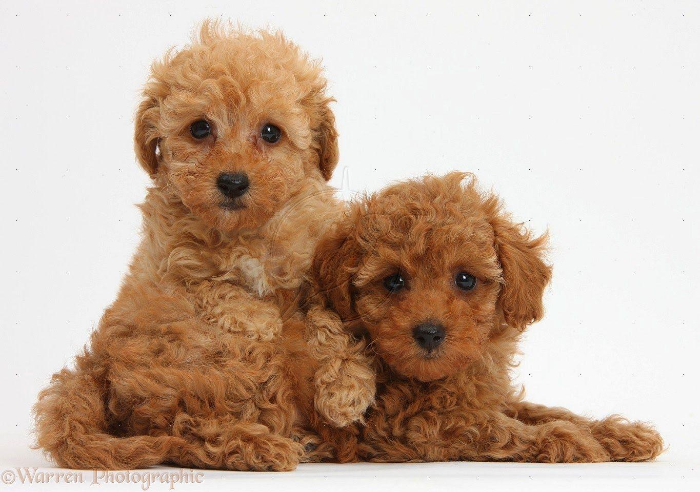 Rules of the Jungle: Poodle puppies