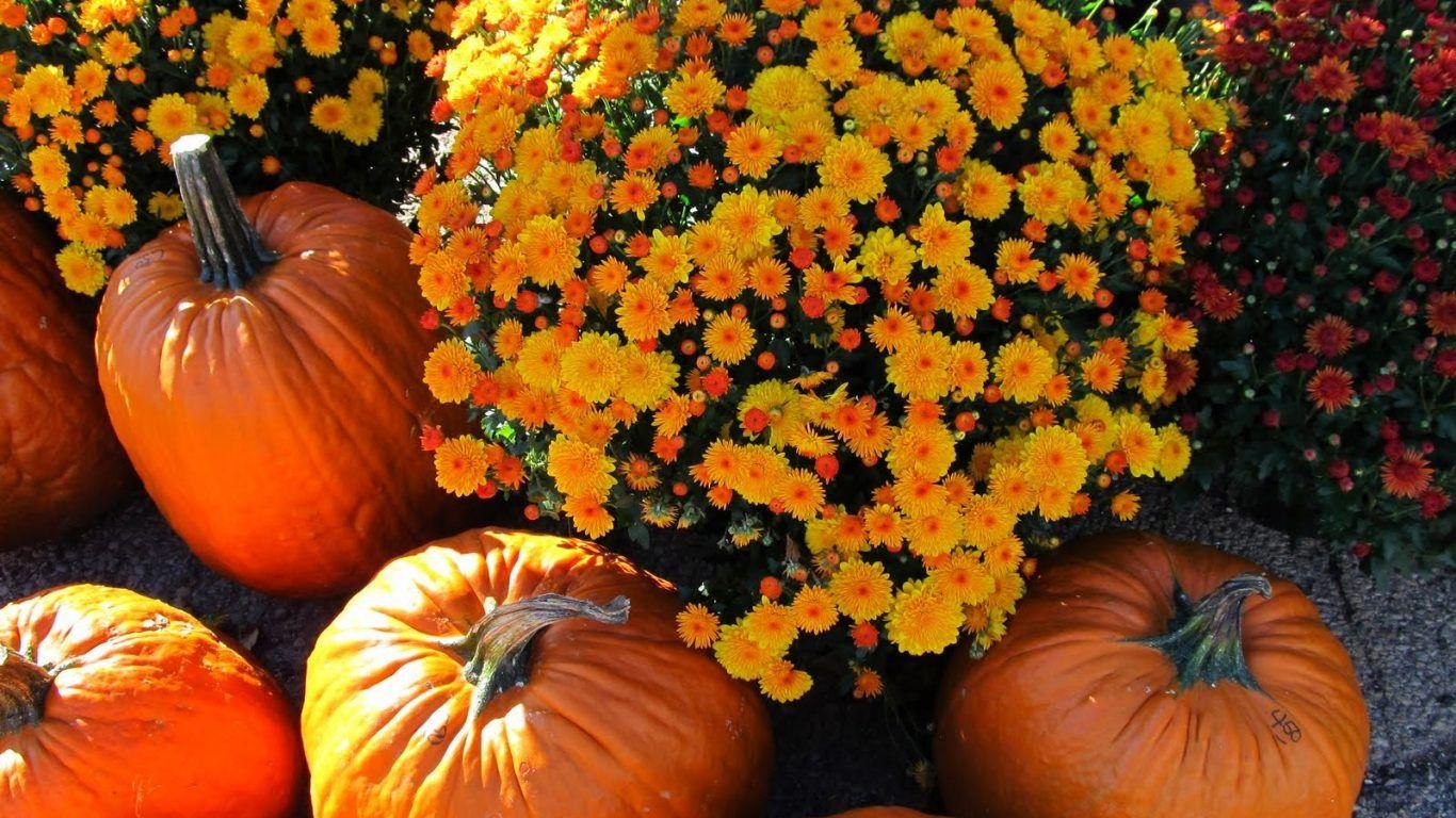 Other: Canadian Thanksgiving Fall Flowers Life Nature Pumpkins