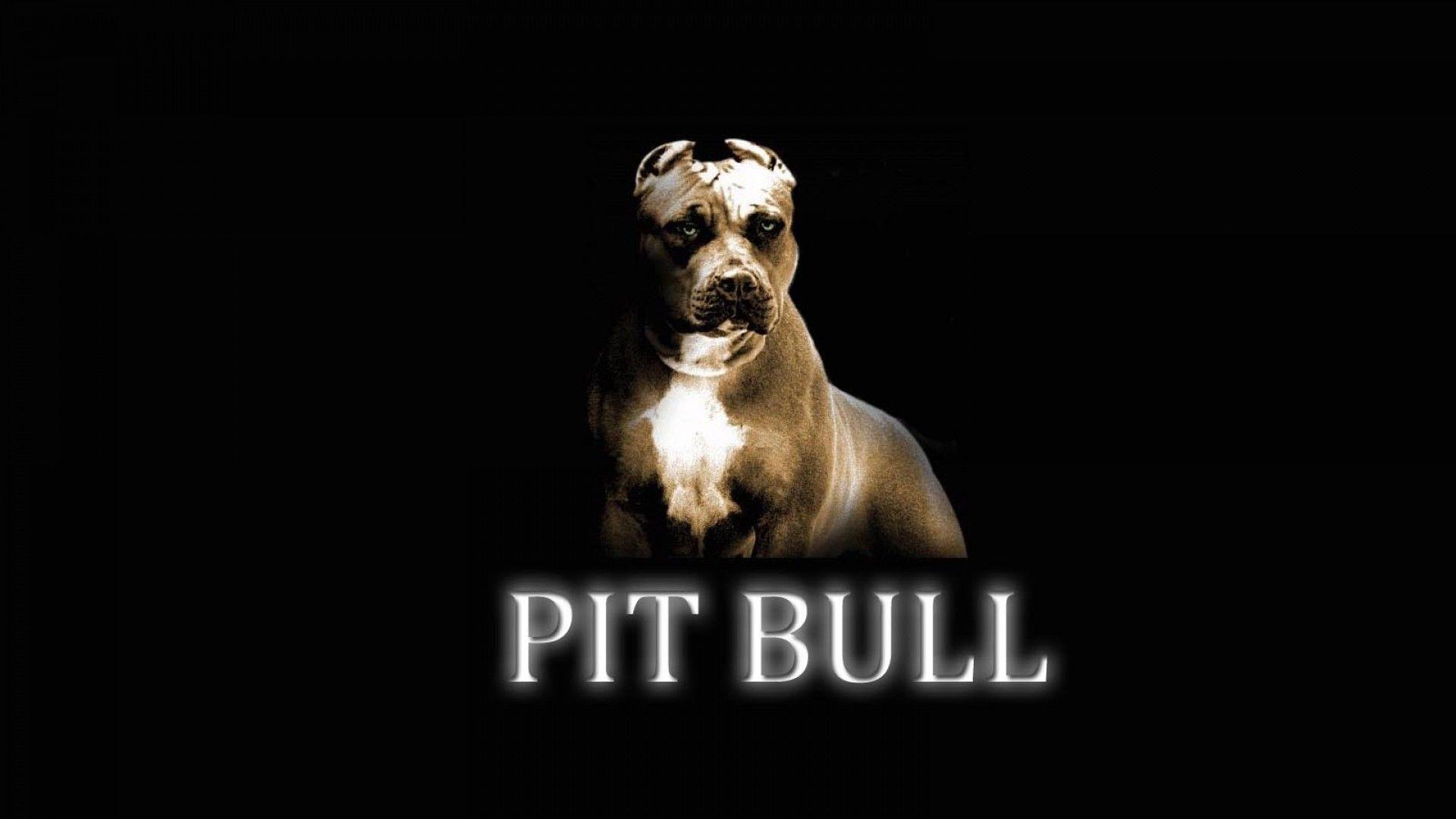 Pitbull Dog Wallpaper /pitbull Dog