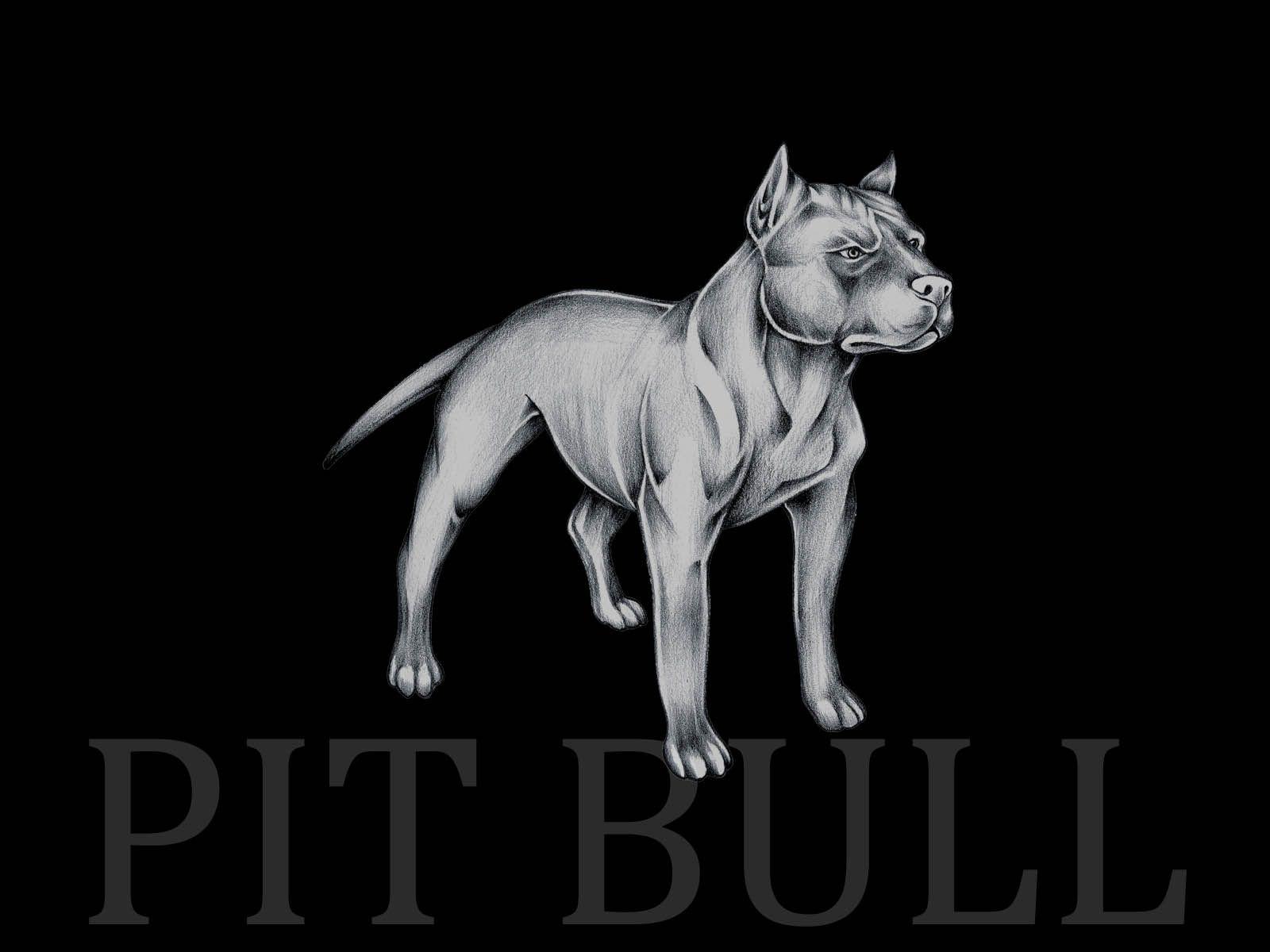 pitbull logo wallpaper