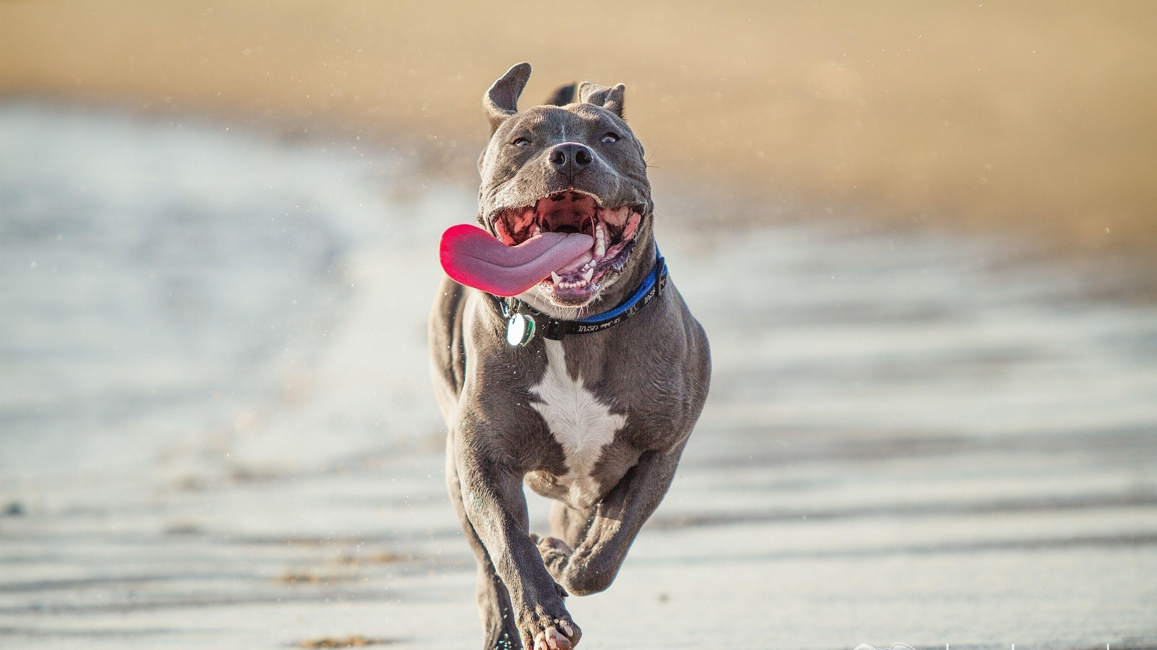 Download Wallpaper 3840x2160 Pit bull terrier, Run, Protruding