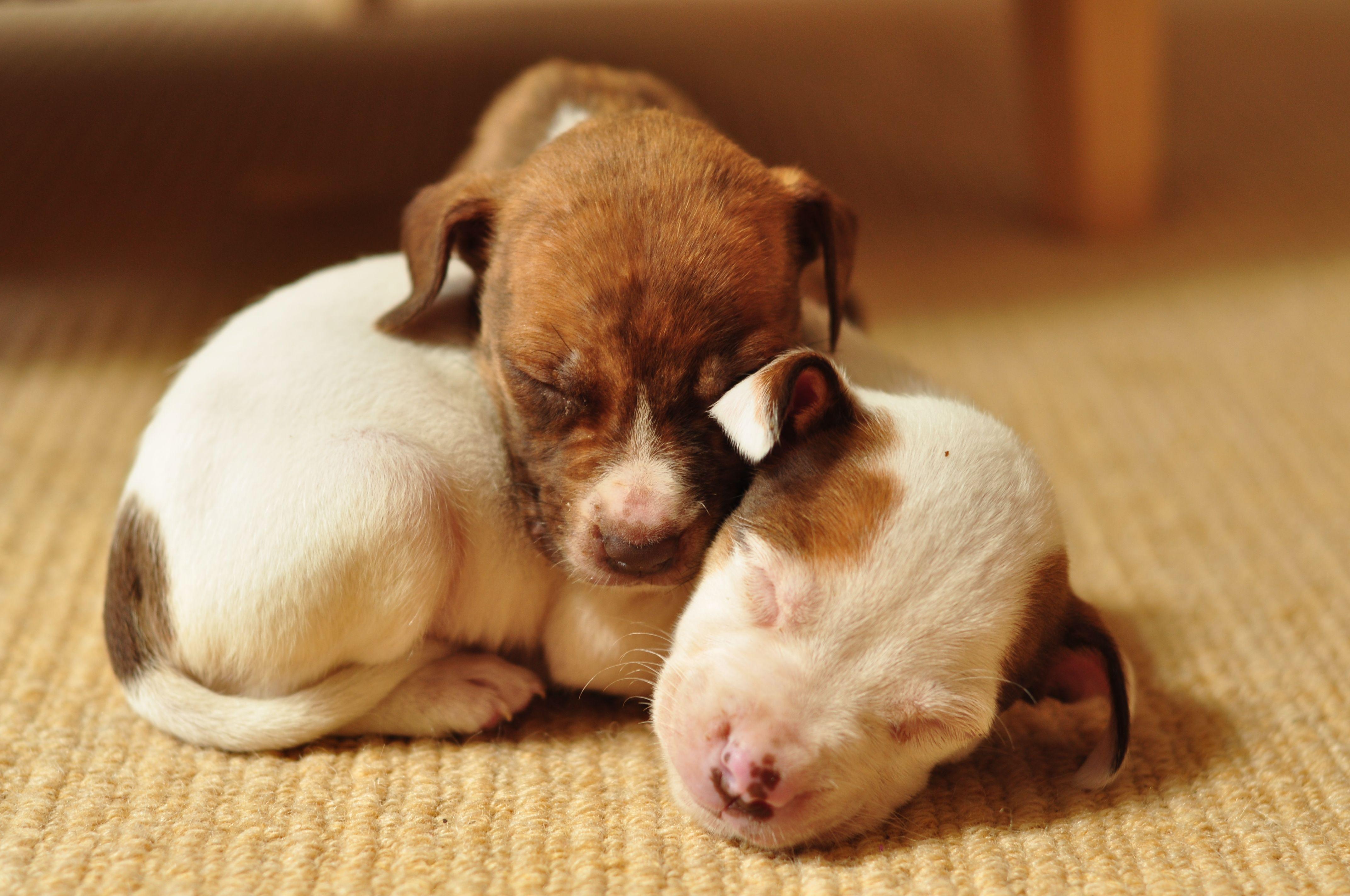 Cute Brown Pitbull Puppies