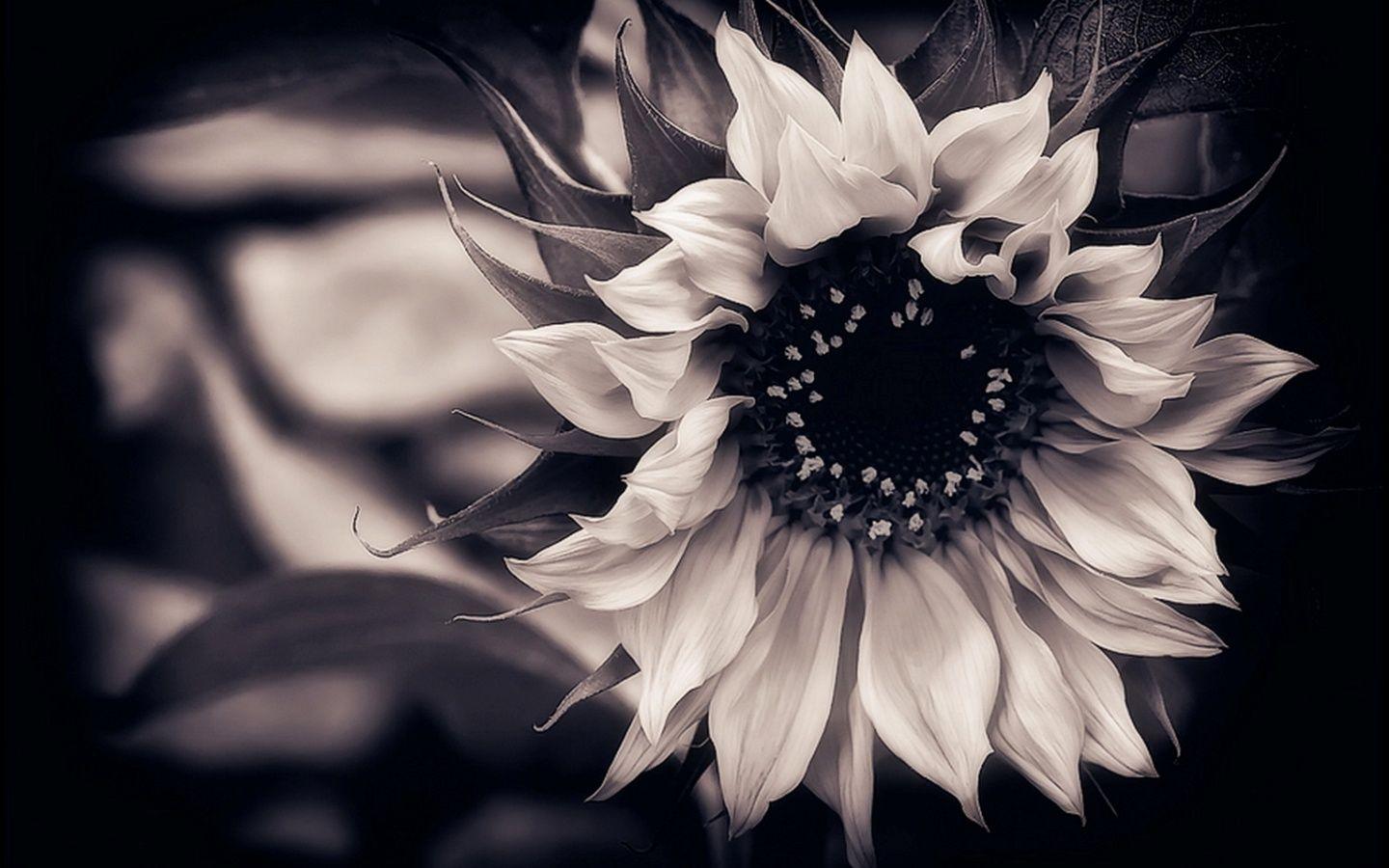 Black And White Flower Wallpapers on WallpaperGet