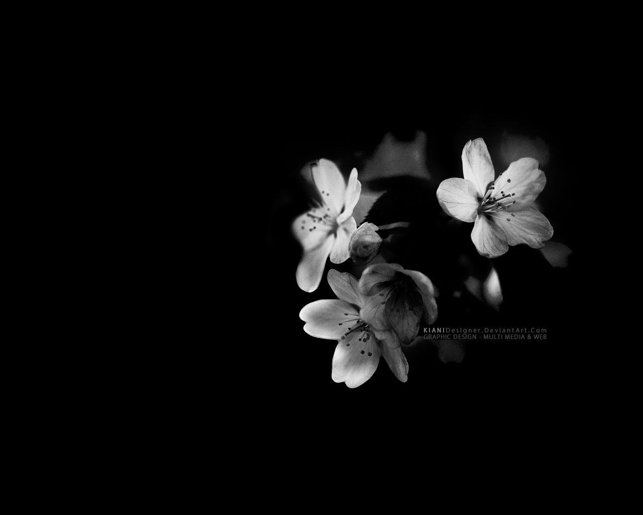 Black And White Flowers Wallpapers 16 Wide Wallpapers