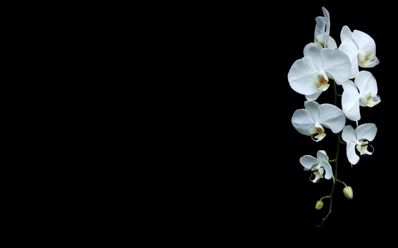 Flower White Orchids Nature Black Flowers Wallpapers High