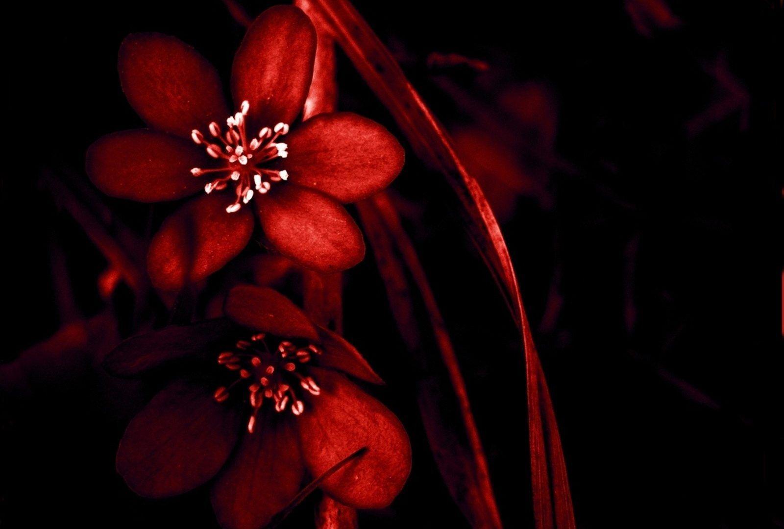 Flowers: Flowers Lost Red Love Black Flower Wallpapers Big Size