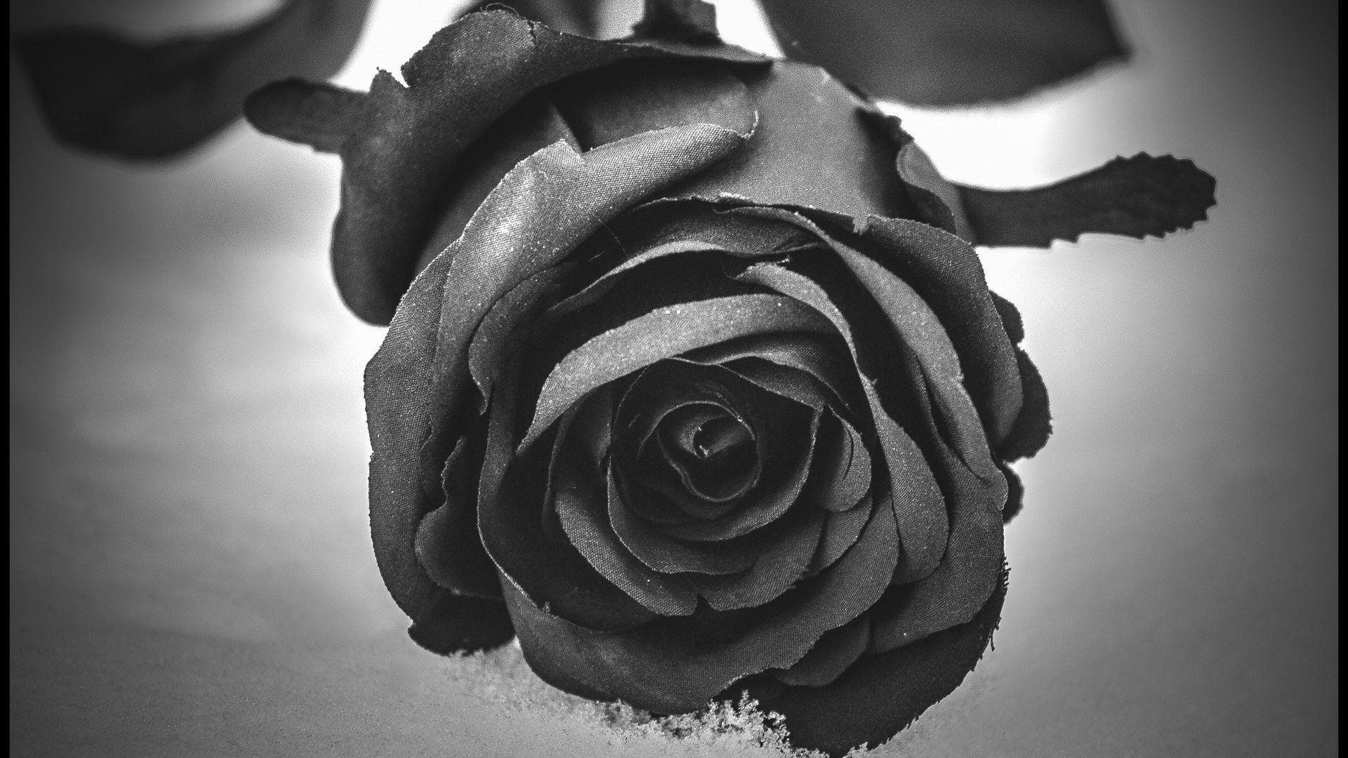 Rose Flower Soft White Black Flowers Wallpapers Desktop Free