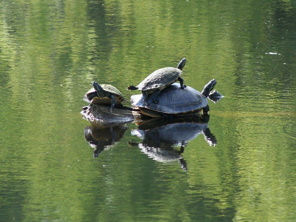 Turtles all the way down! « When Chemists Attack