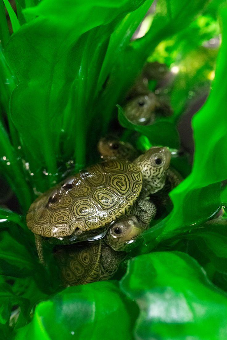 best Sea Turtles image. Sea turtles, Animals