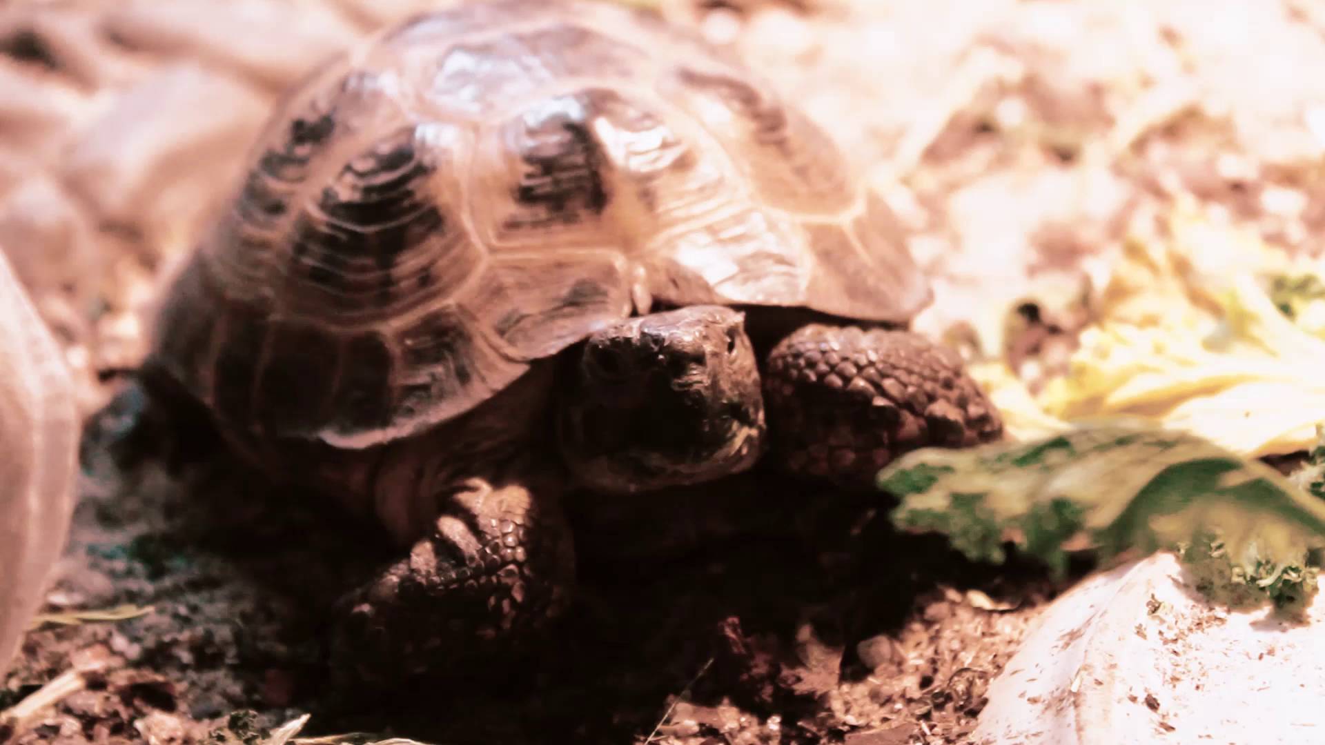 Turtles All The Way Down Story of a Boy and His Turtle