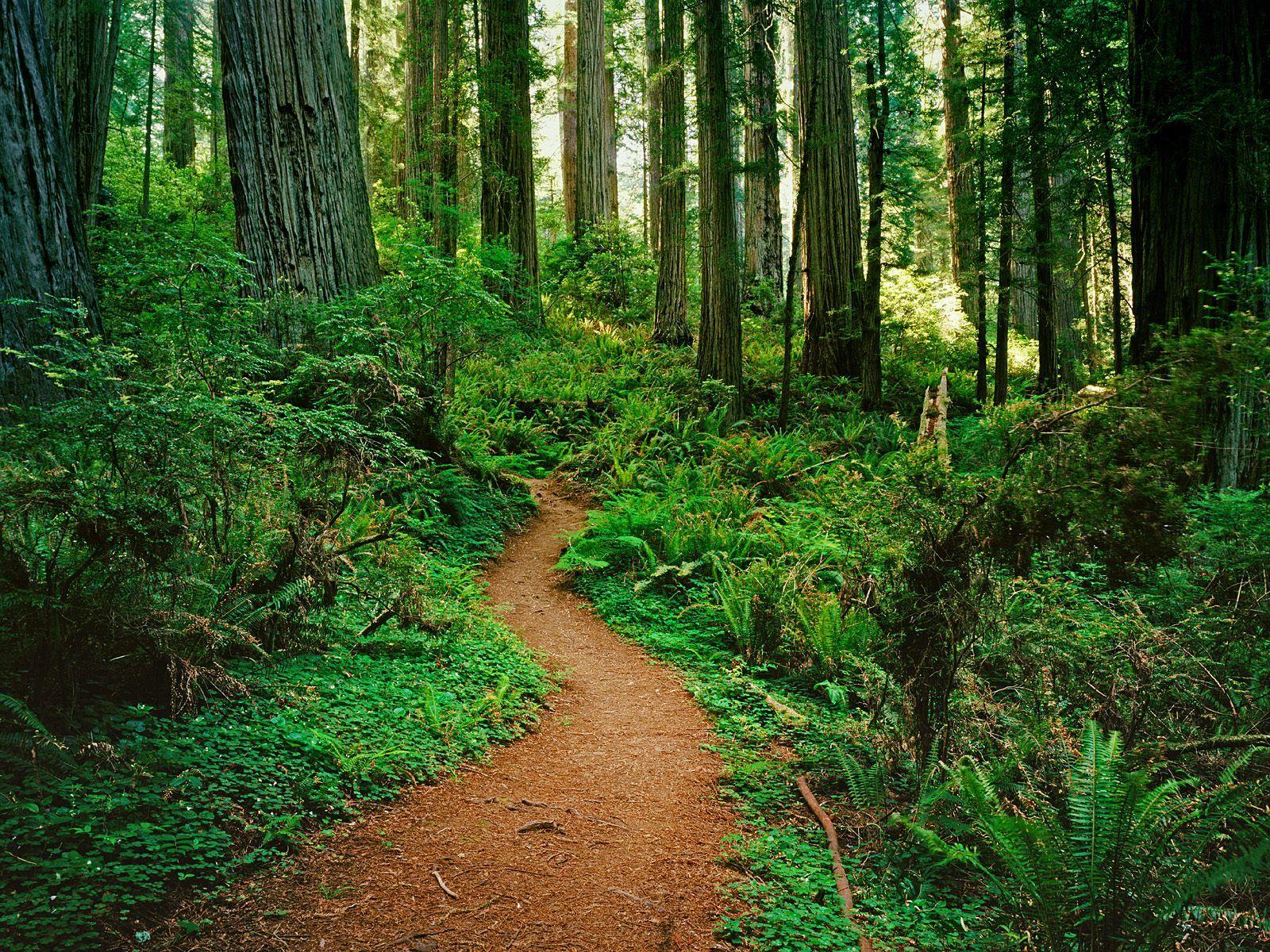 Redwood National Park Desktop Wallpaper, Redwood National Park