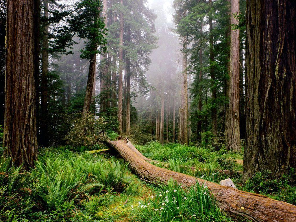 Nature Redwood National Park 1600x1200px