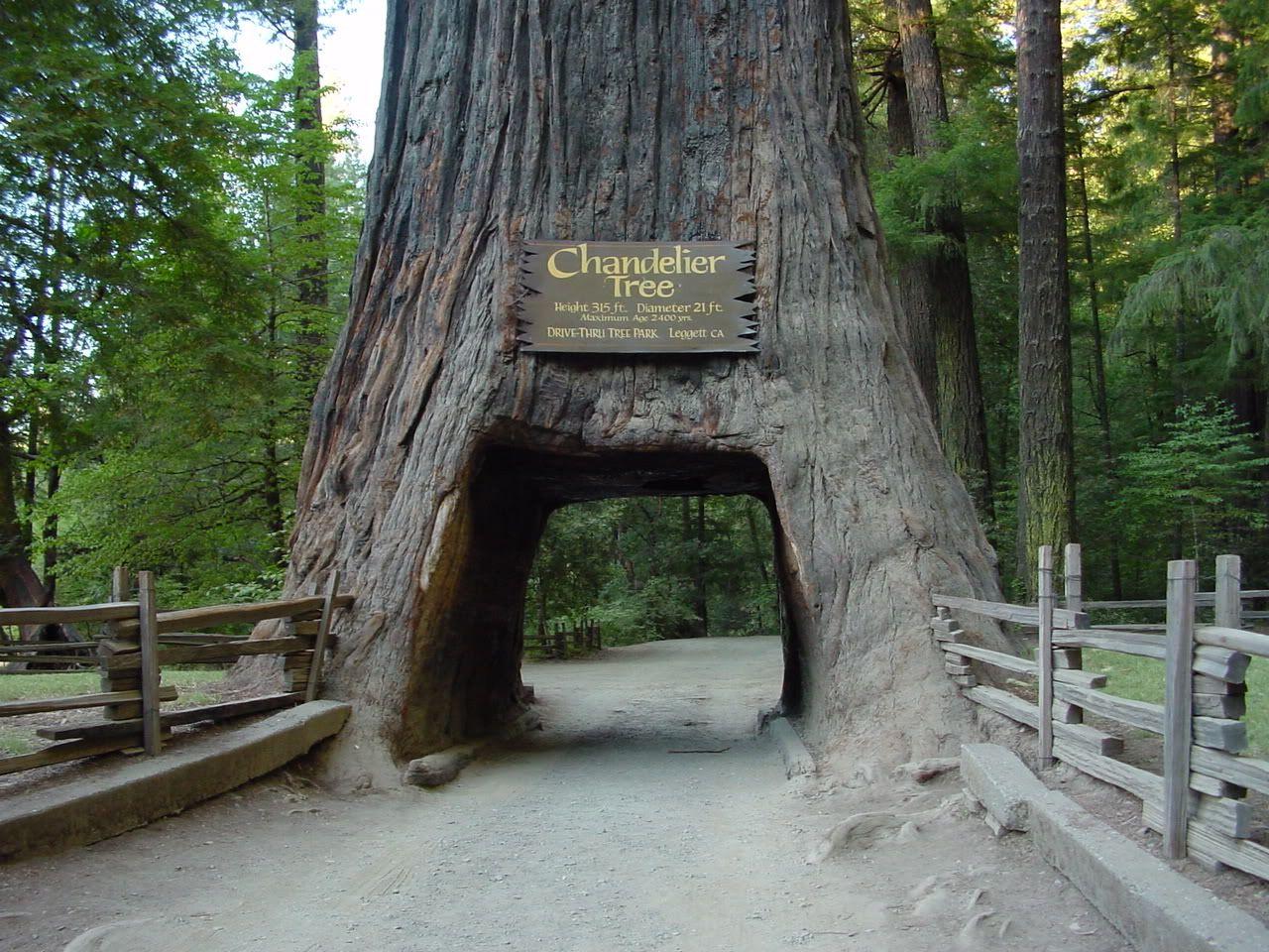 Redwood National Park. Wallpaper Unlimited: Redwood National