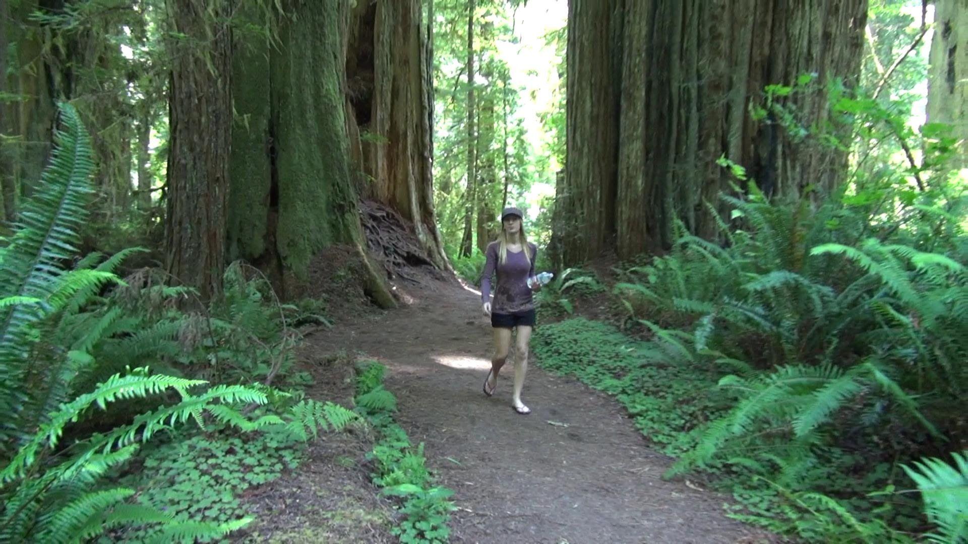 Walking Thru The Forrest Of REALLY REALLY BIG TREE'S: Jurassic Park