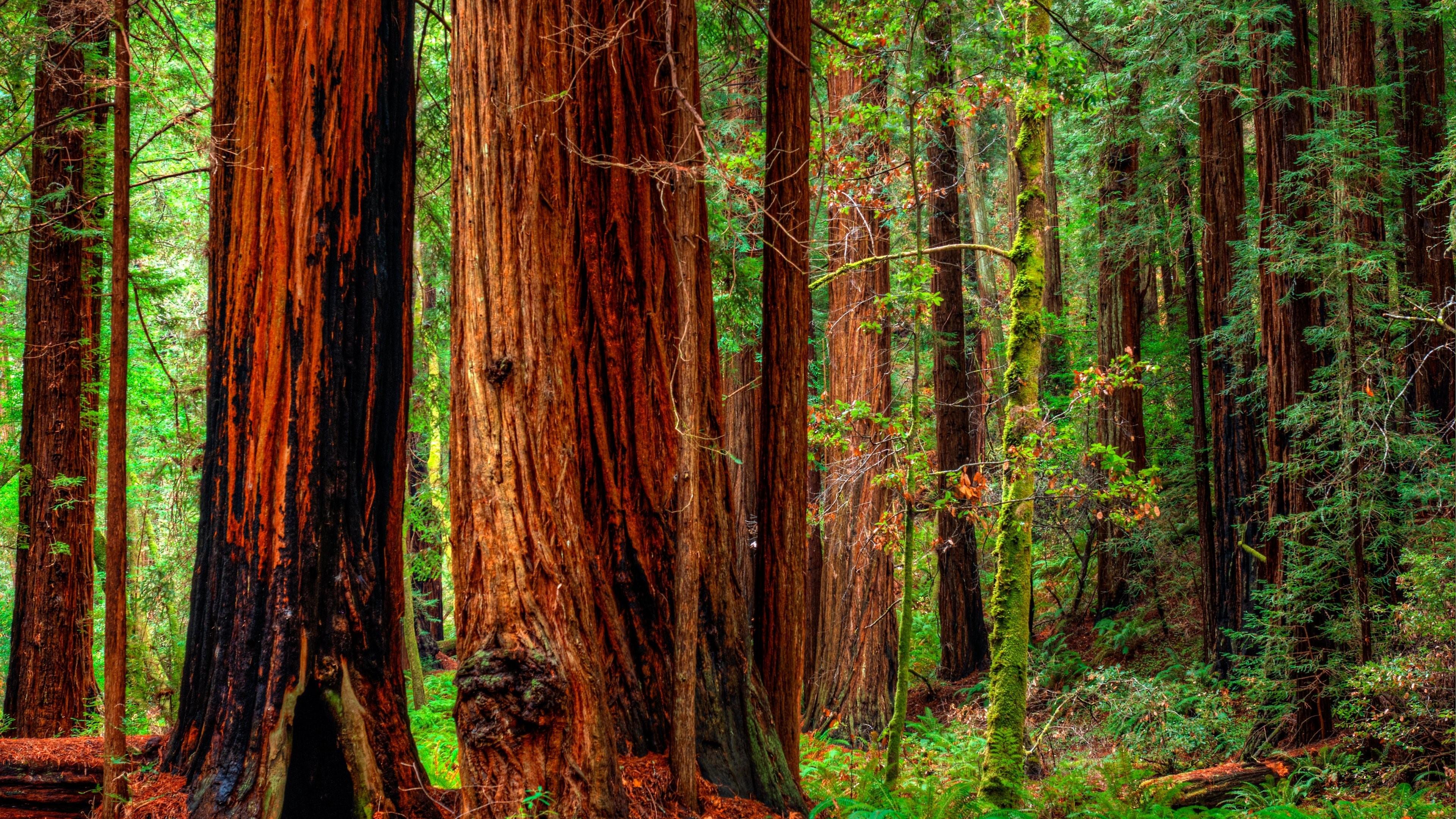 Redwood National And State Parks Wallpapers Wallpaper Cave