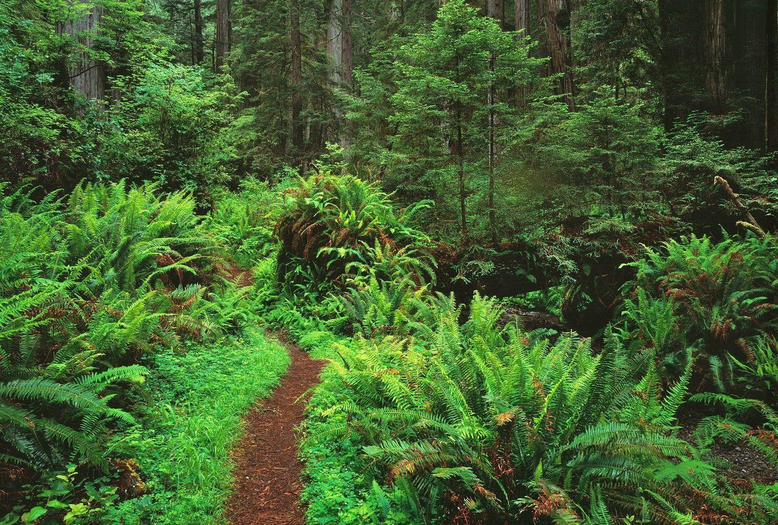 Redwoods Tag wallpaper: Trees Forest Redwoods Ferns Nature HD