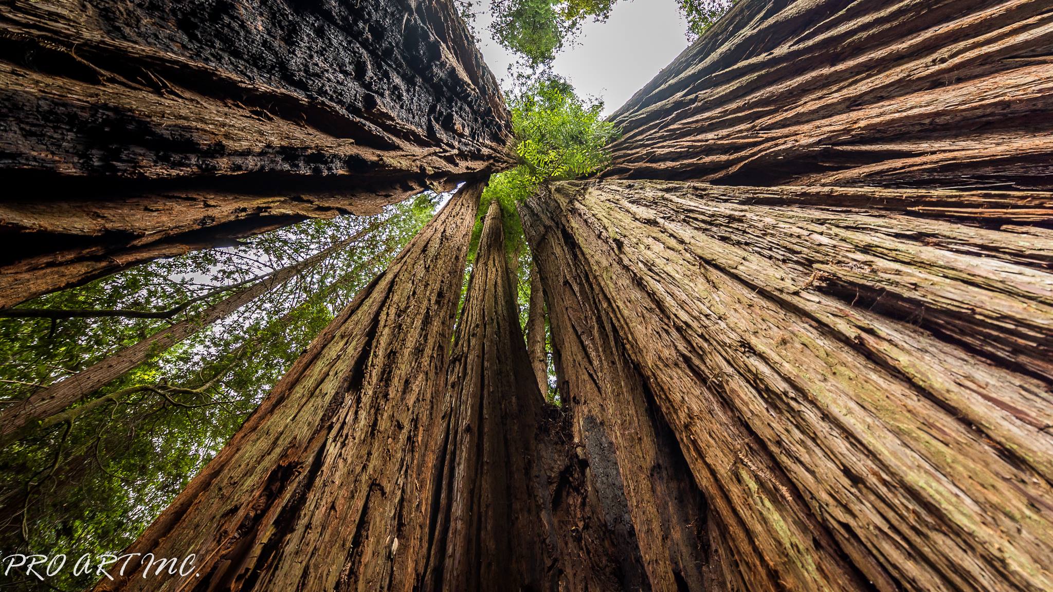 Tall Trees Grove Trail, Redwood