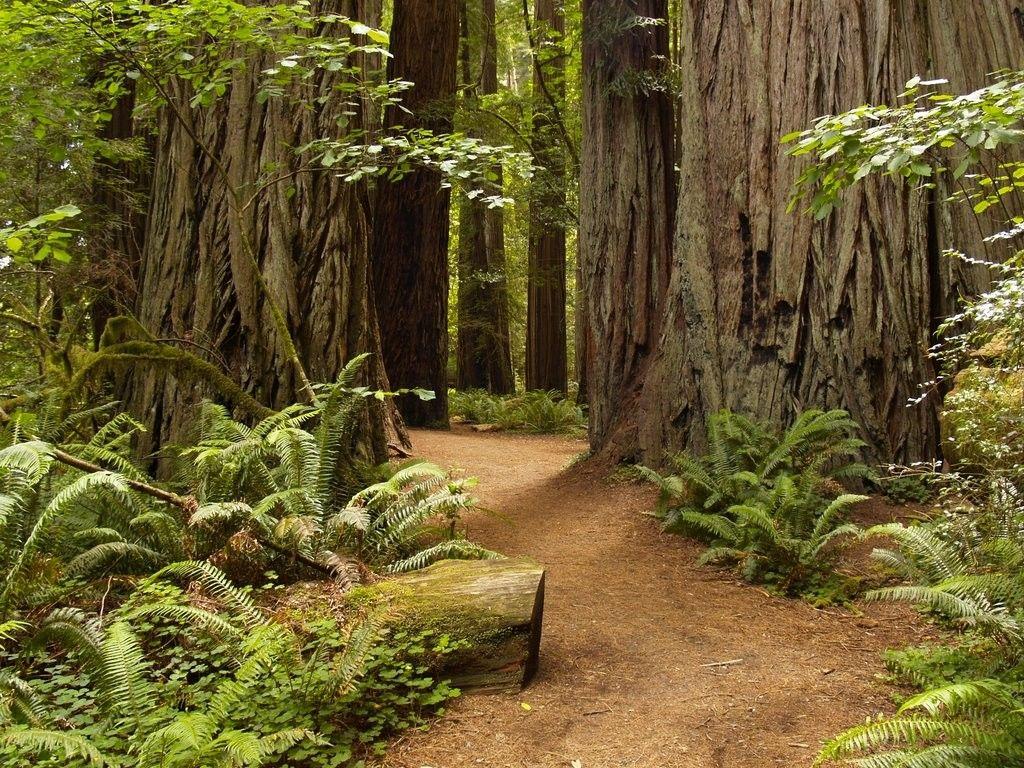 Redwoods Tag wallpaper: Trees Forest Redwoods Ferns Nature HD