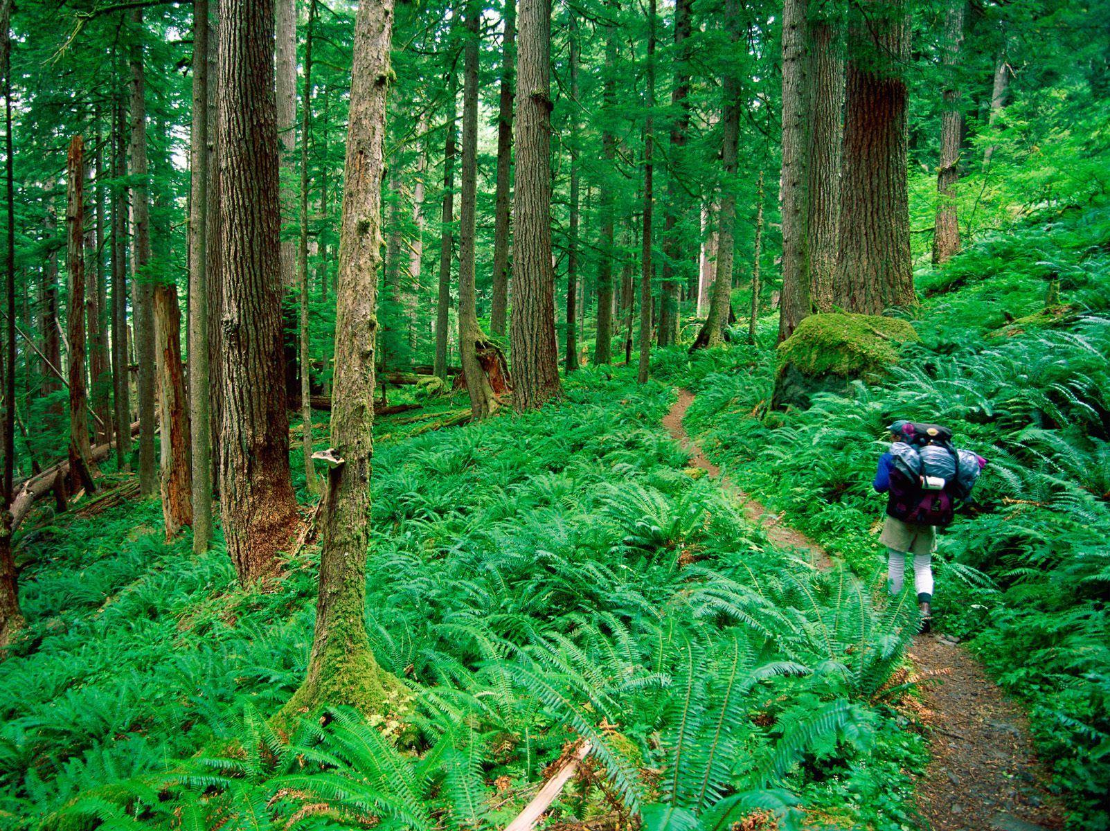 Rainforest Hike Sport Walking for Health Mac Background. Sports