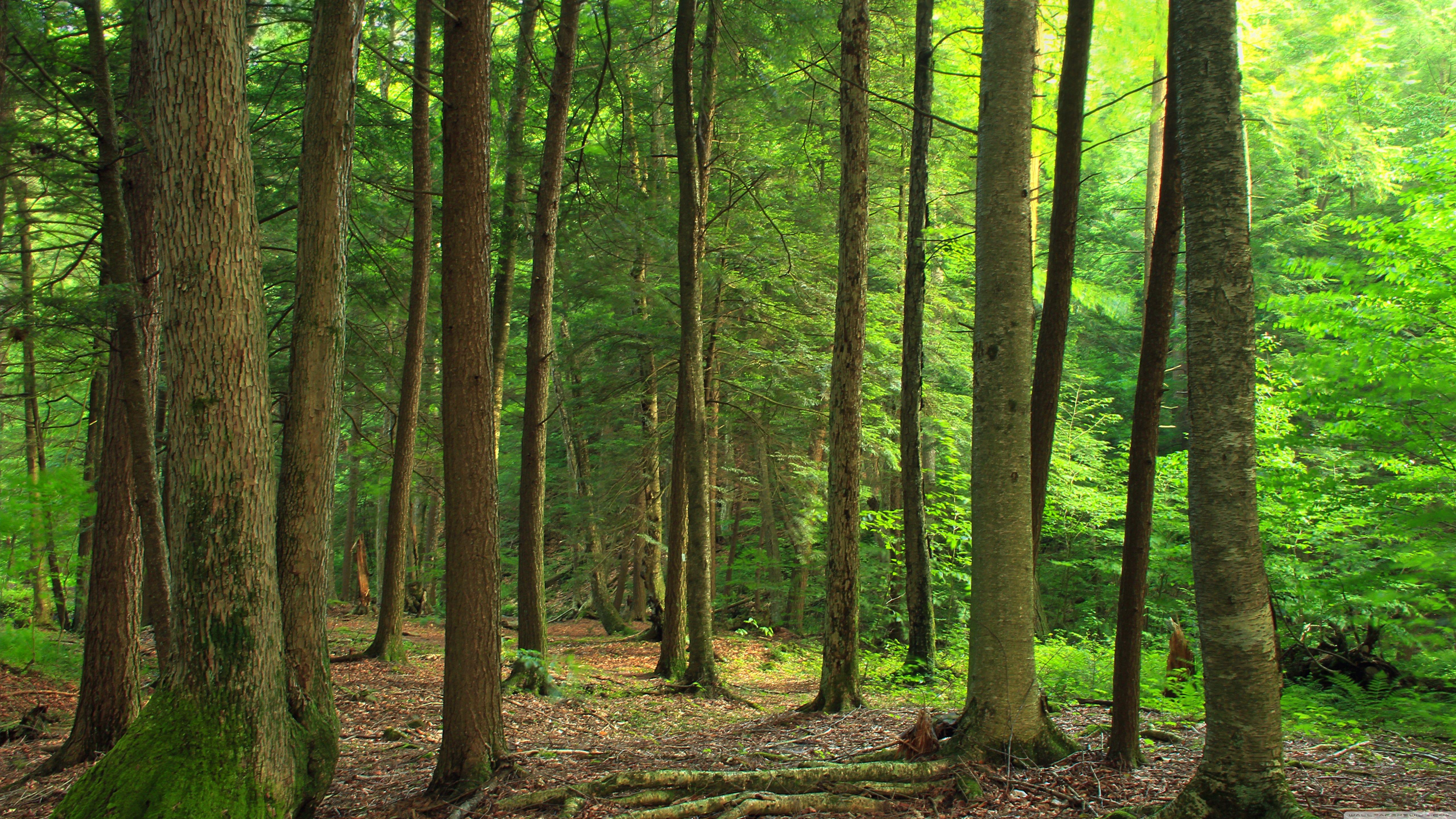 Coniferous Forest Hike HD desktop wallpaper, High Definition