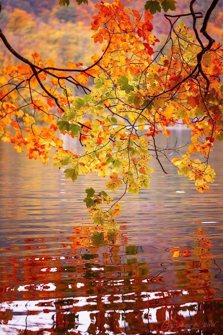 Get Fall leaves wallpaper ideas without signing