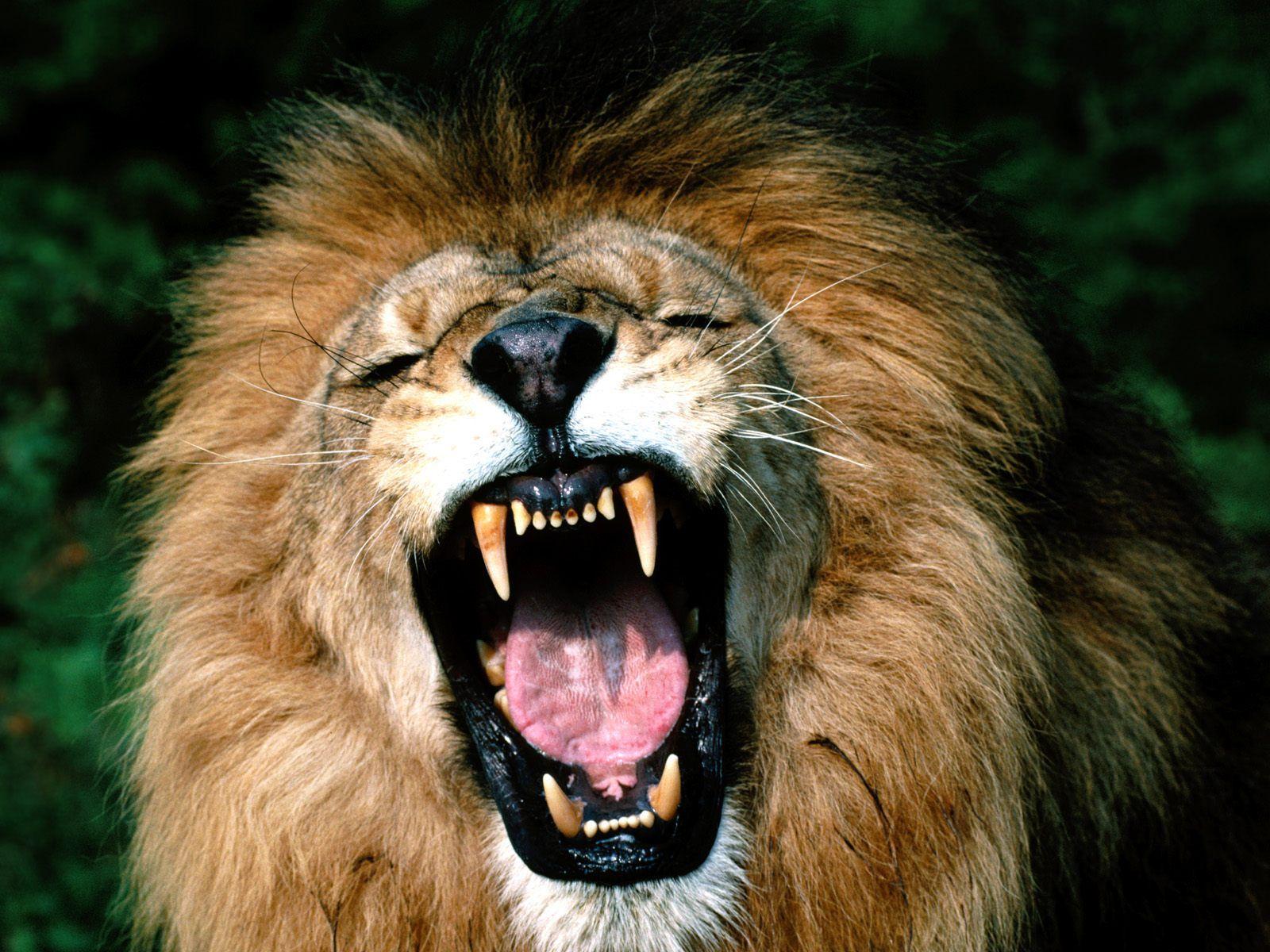 Imagenes de animales felinos HD. Lion wallpaper, Lions and Lion