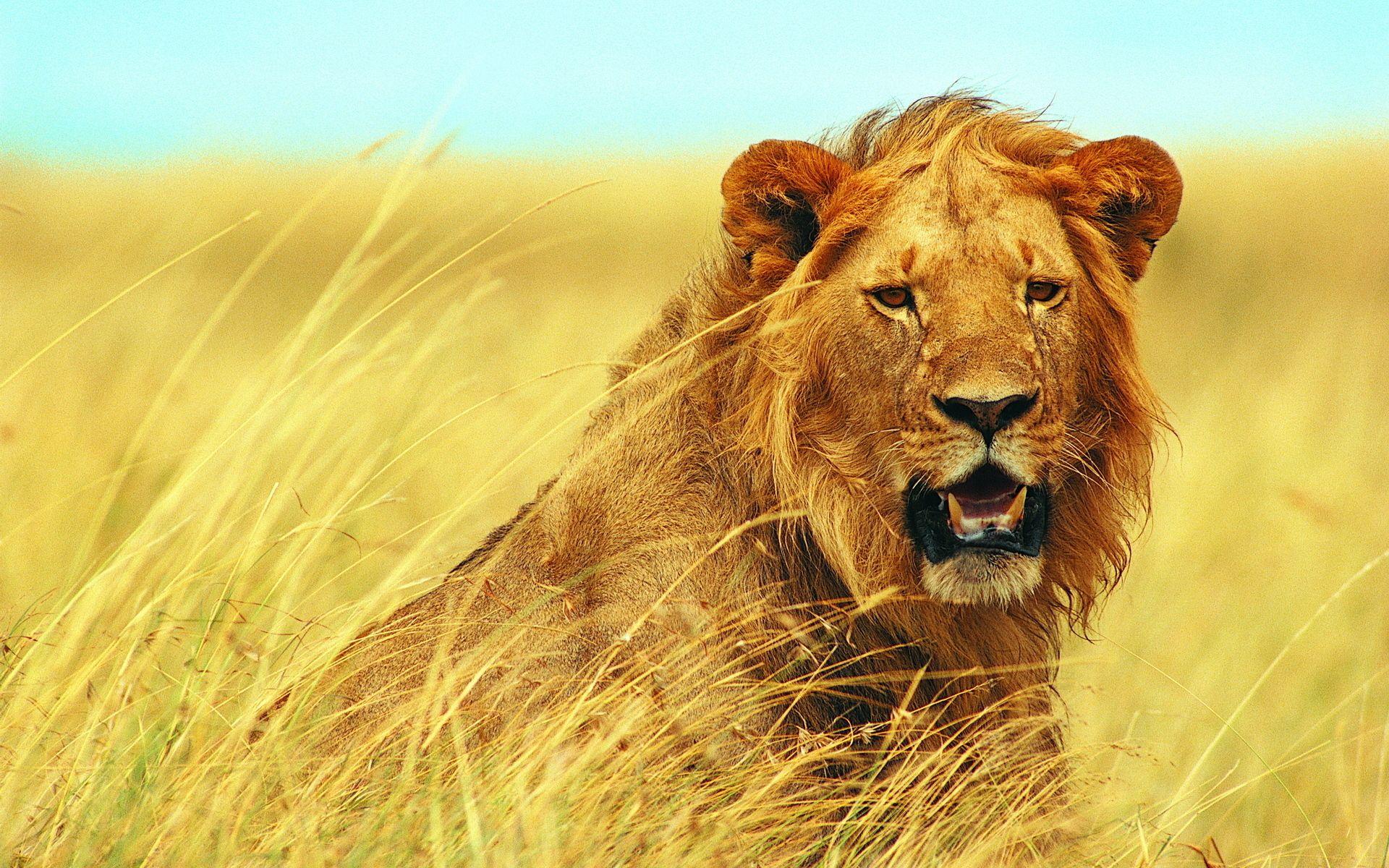 Roaring Lion HD Wallpaper