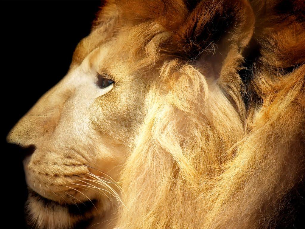 Unique Animals blogs: Lions Roaring Pics, Roaring Lion Picture