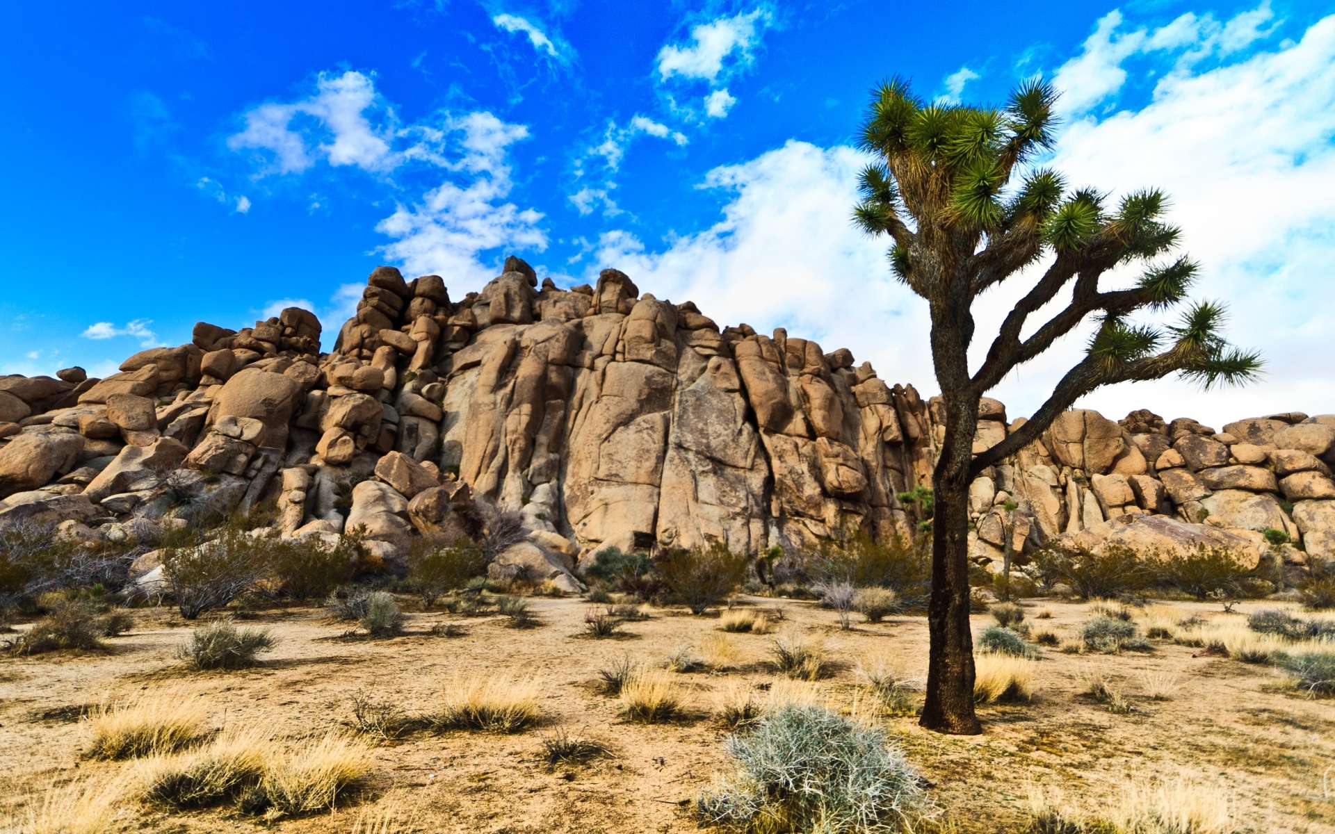 Joshua Tree National Park HD Wallpaper Best Collection