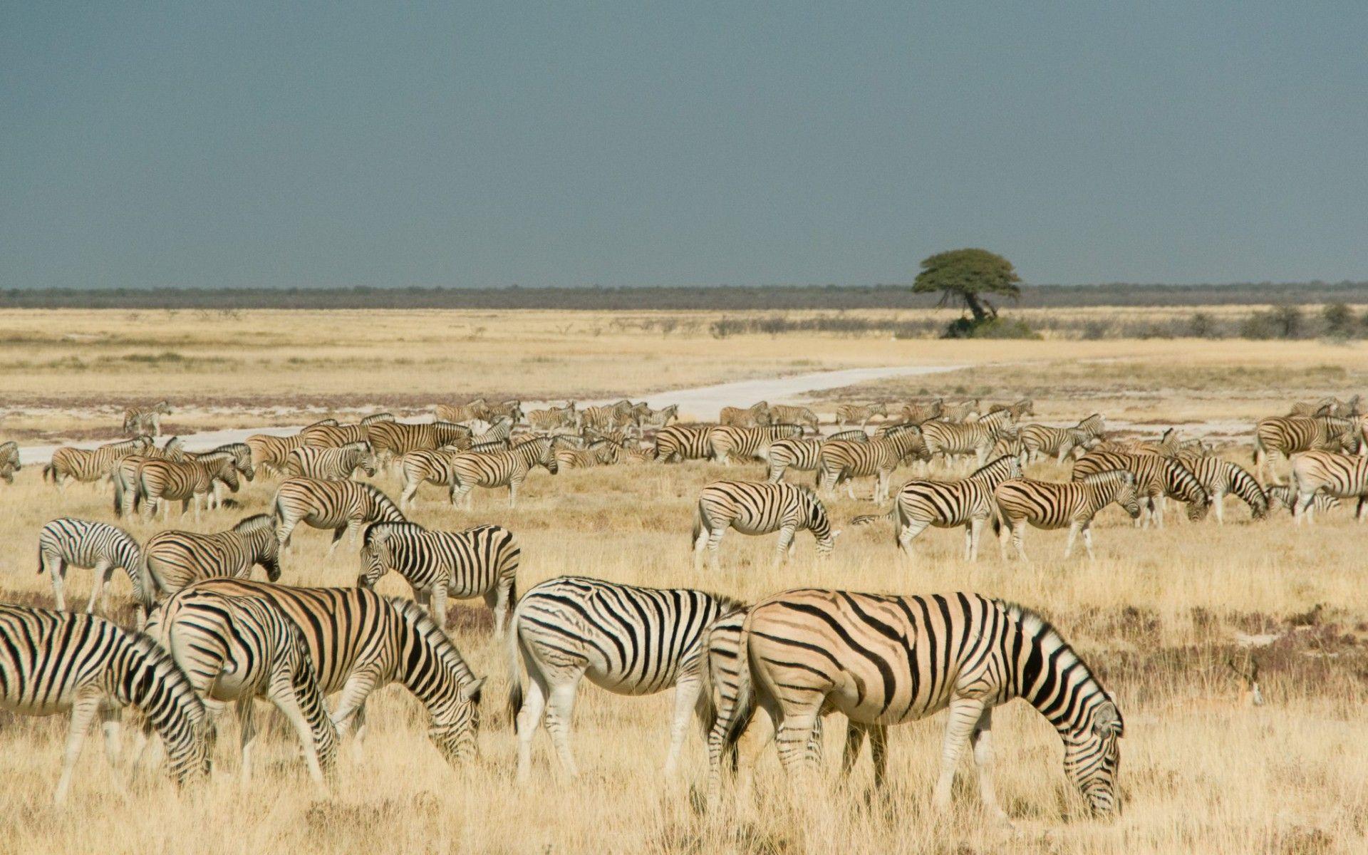 Zebras Etosha Park Namibia wallpaper. Zebras Etosha Park Namibia