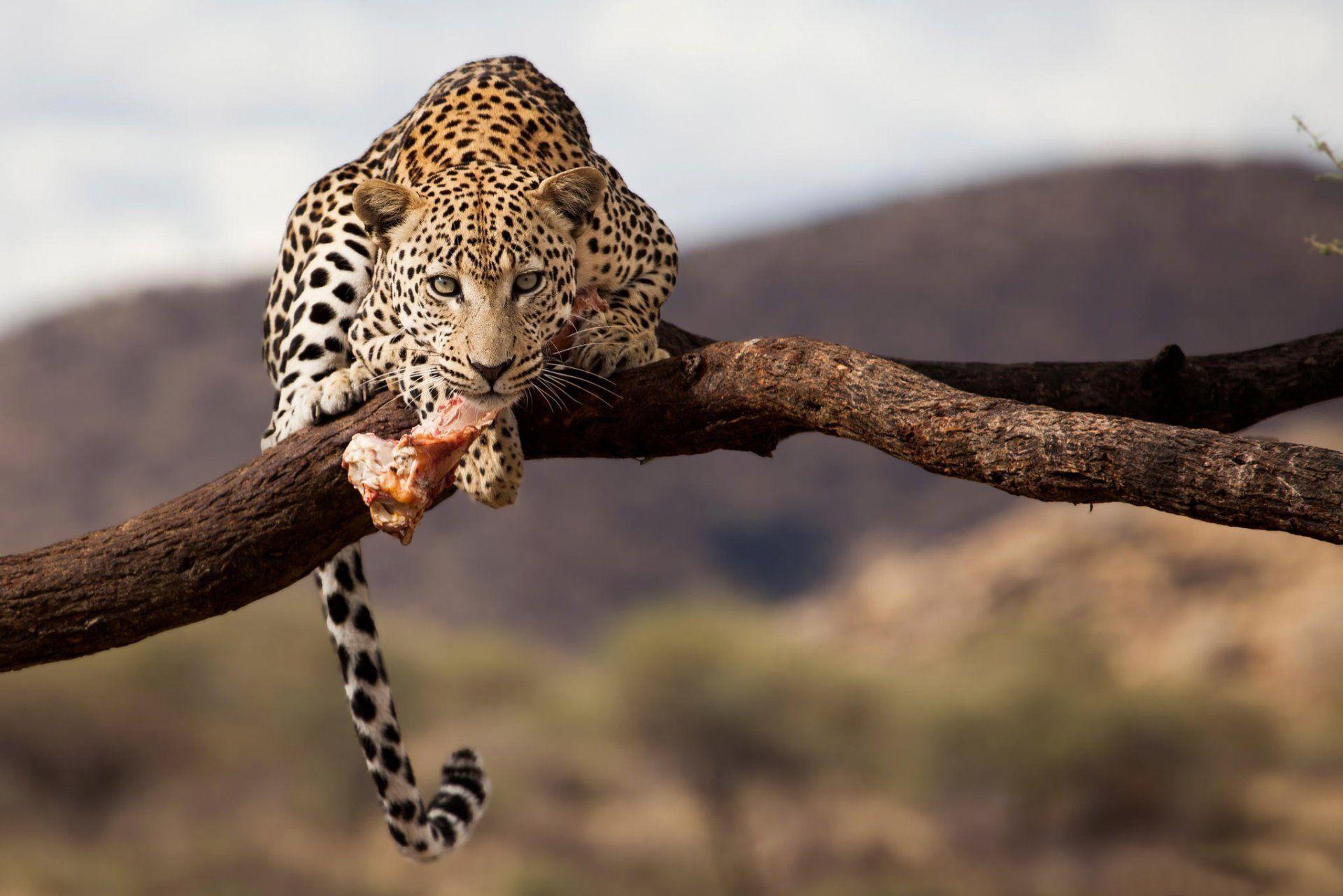 leopard namibia wildlife HD wallpaper