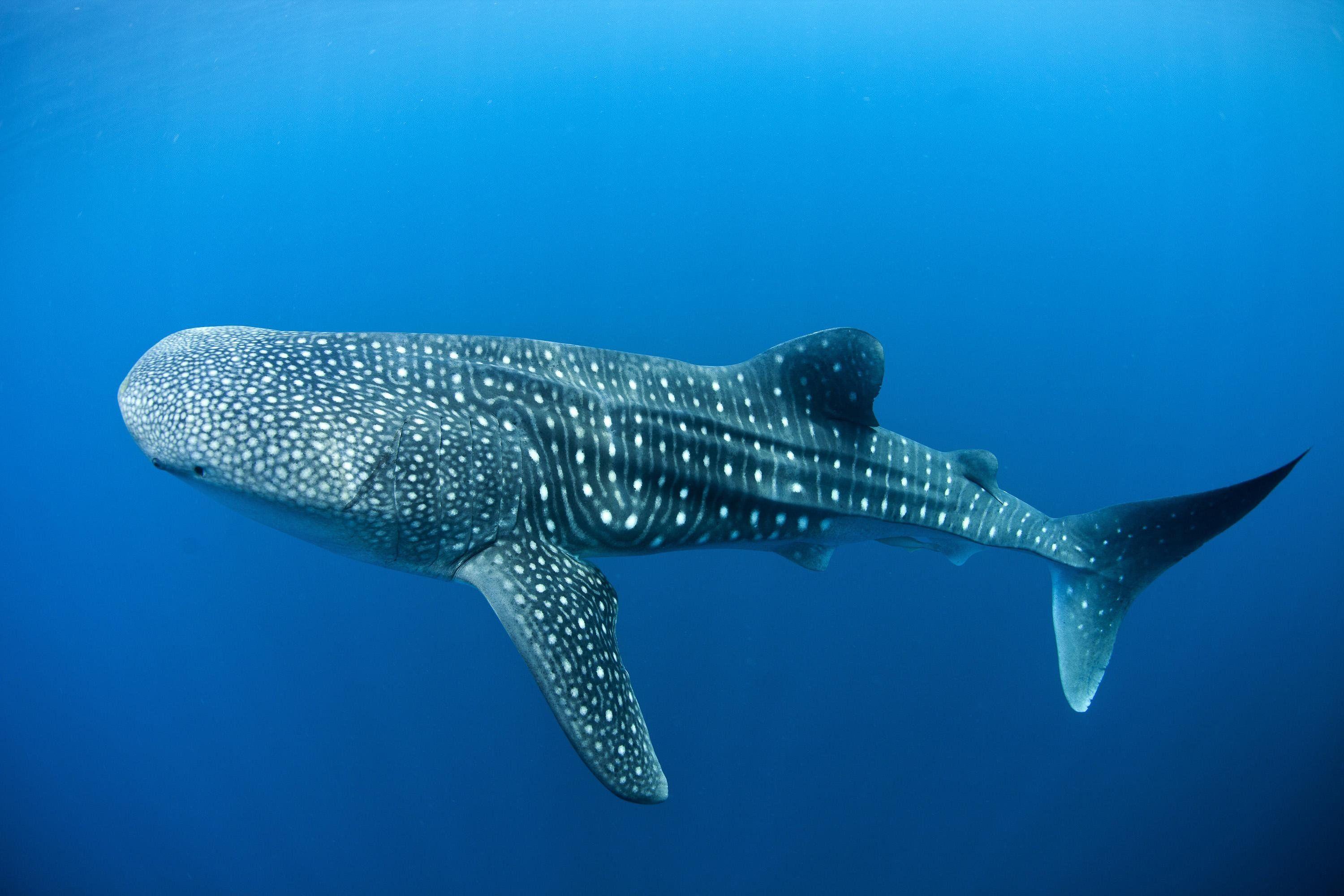 whale shark wallpaper