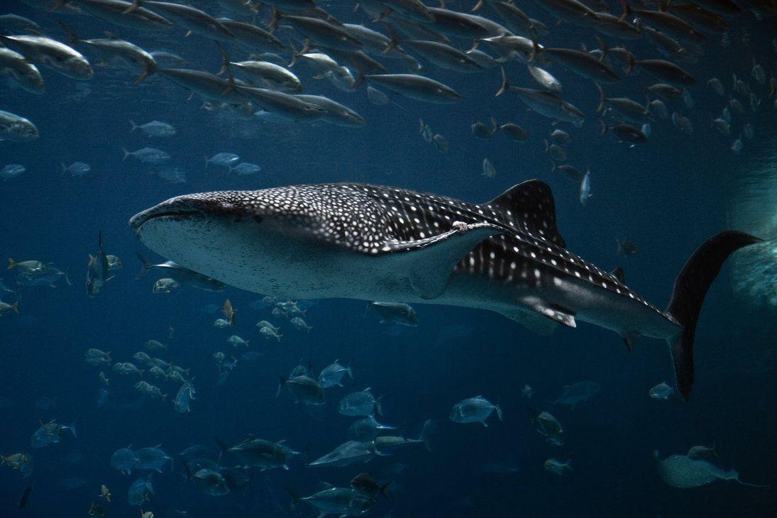 Whale Shark  the largest fish in the sea  Whale shark Ocean creatures  Whale
