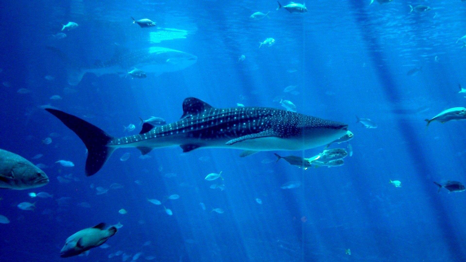 Whale Shark Pics by Dmitrii Armall on GOLDWALL