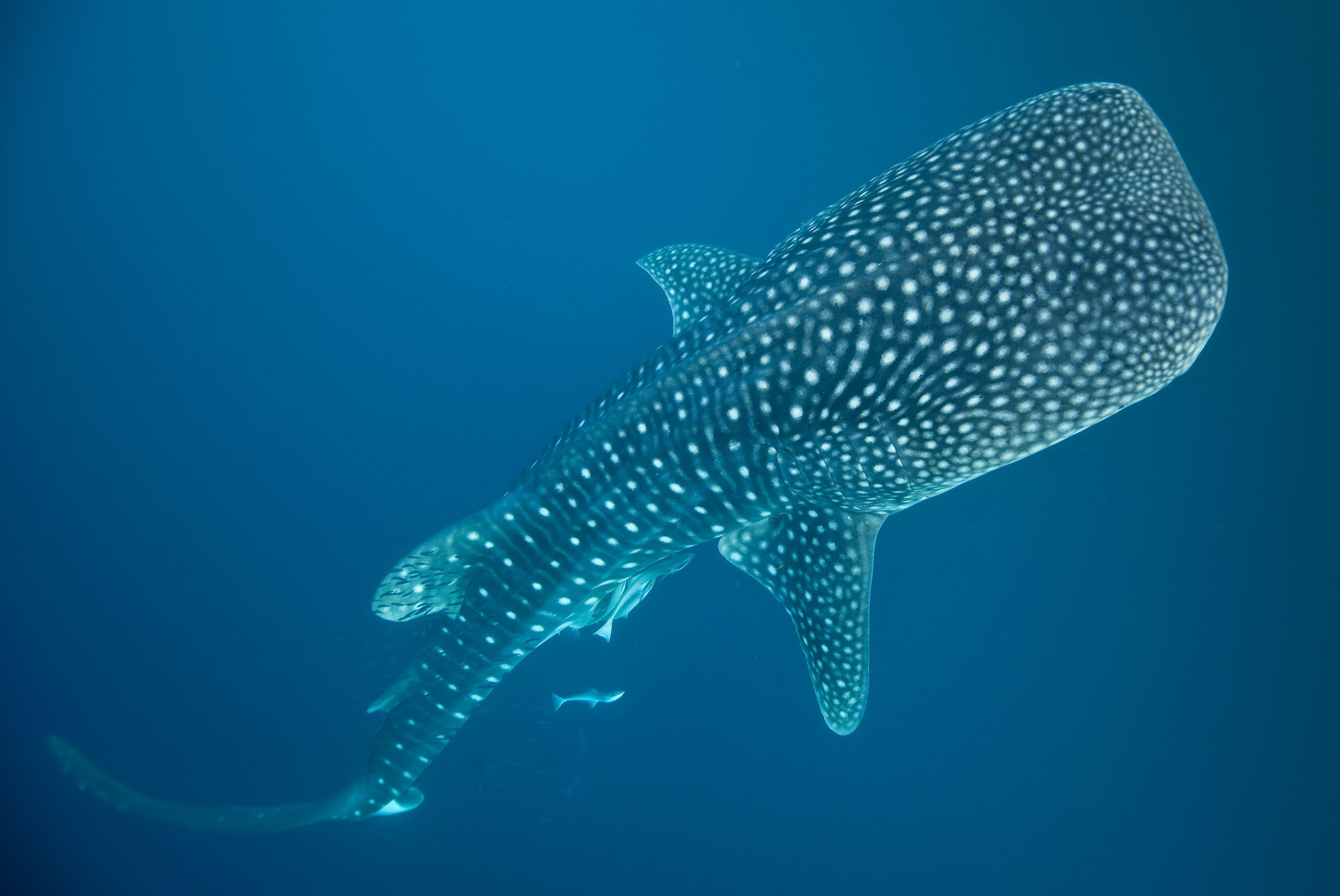 Whale shark underwater ocean sea wallpaperx3076