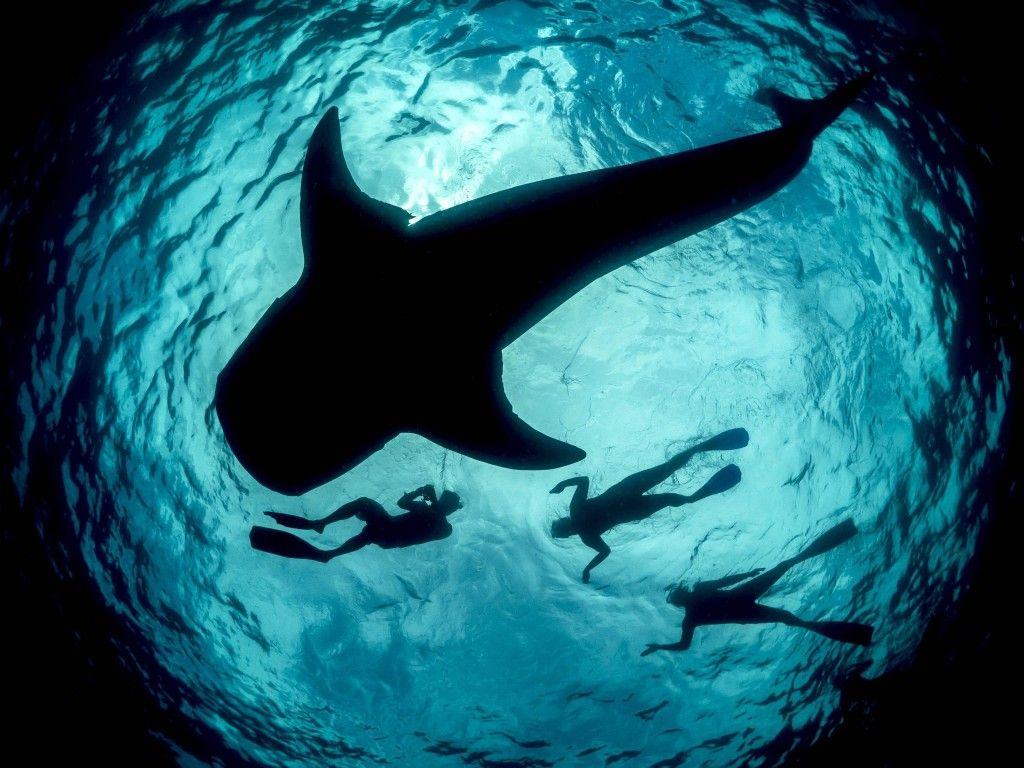 Whale Shark HD Wallpaper