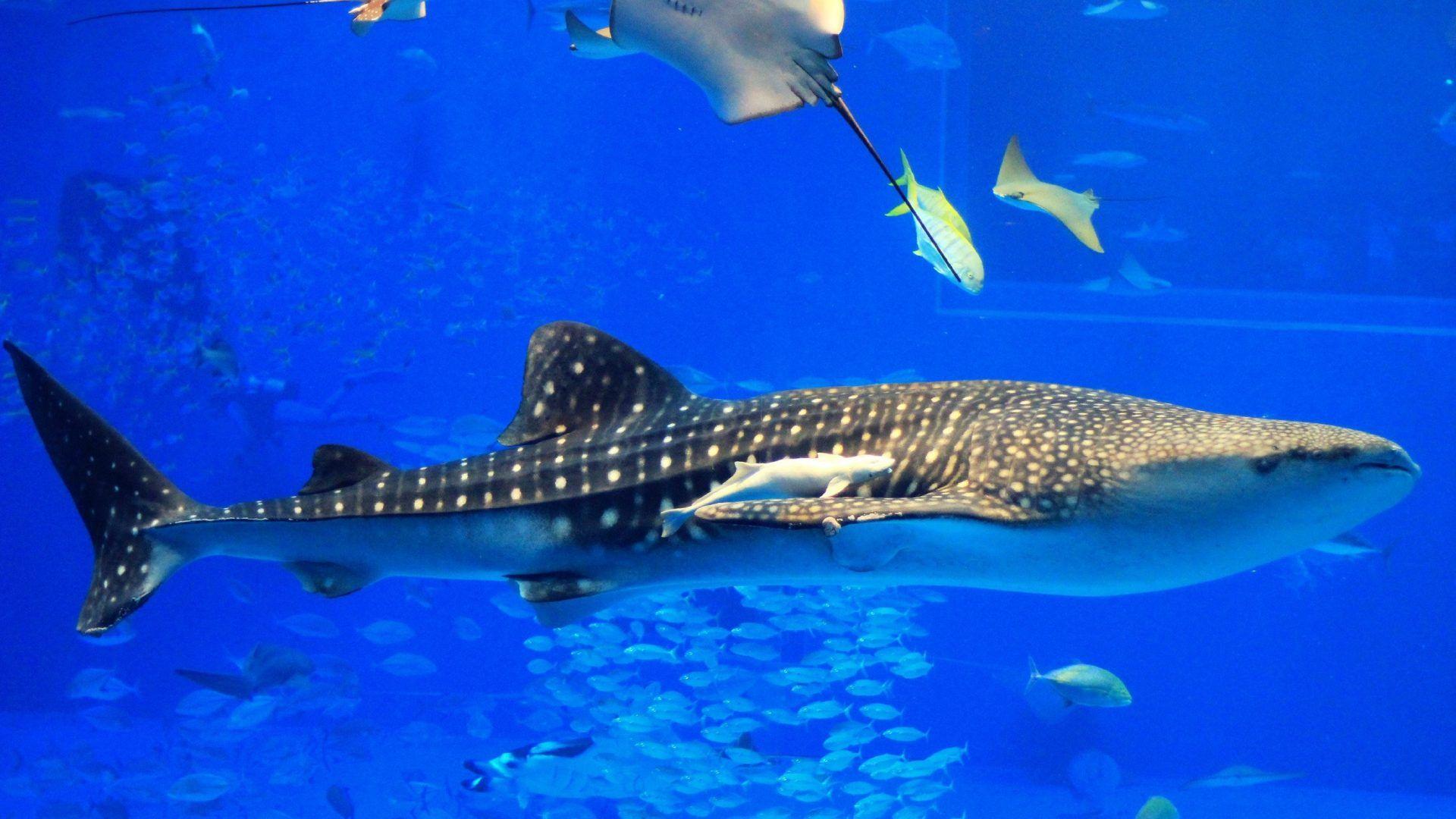 Shark Tag wallpaper: Ocean White Shark Great Diver